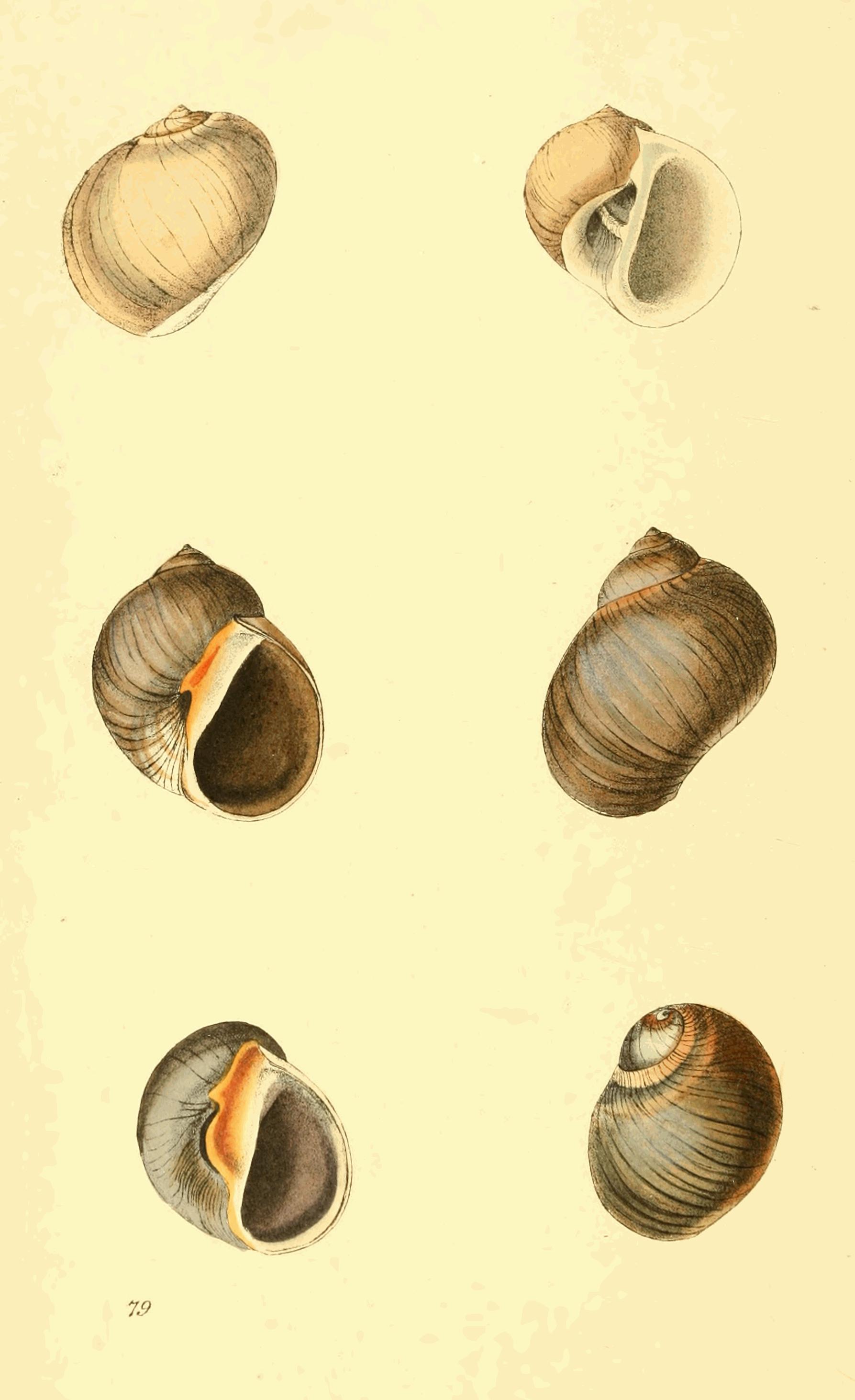Plate 79.