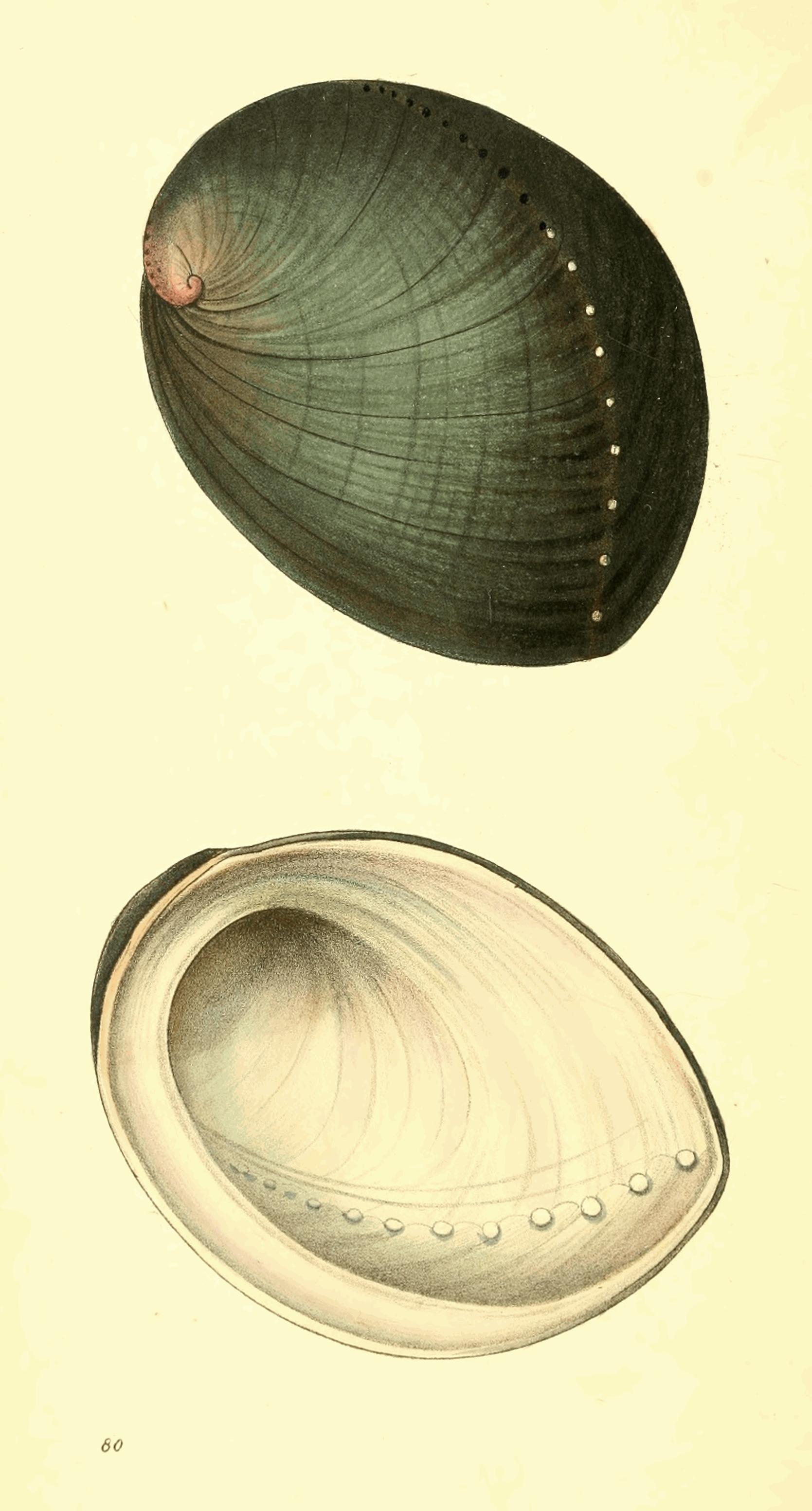 Plate 80.
