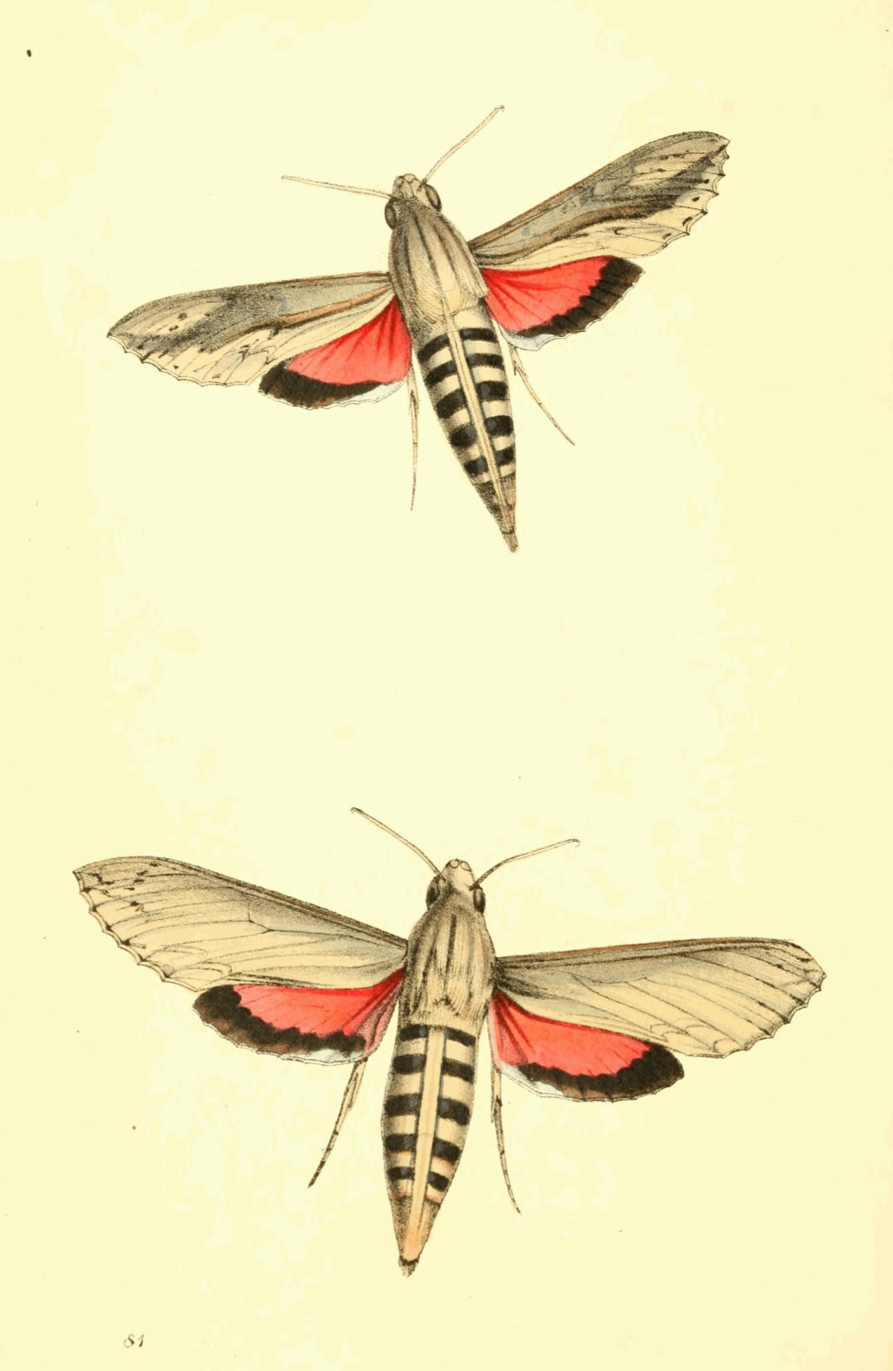Plate 81.