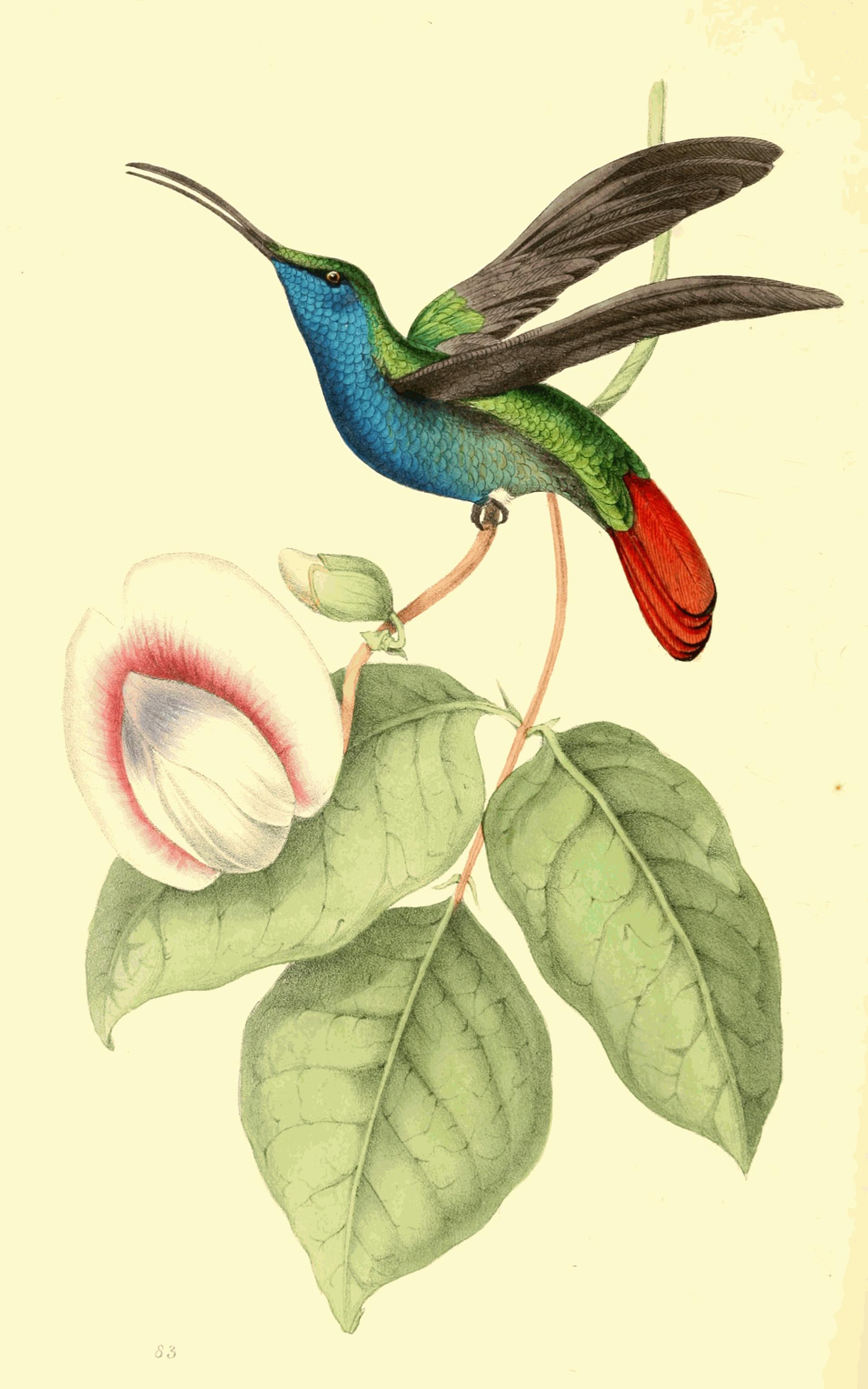 Plate 83.