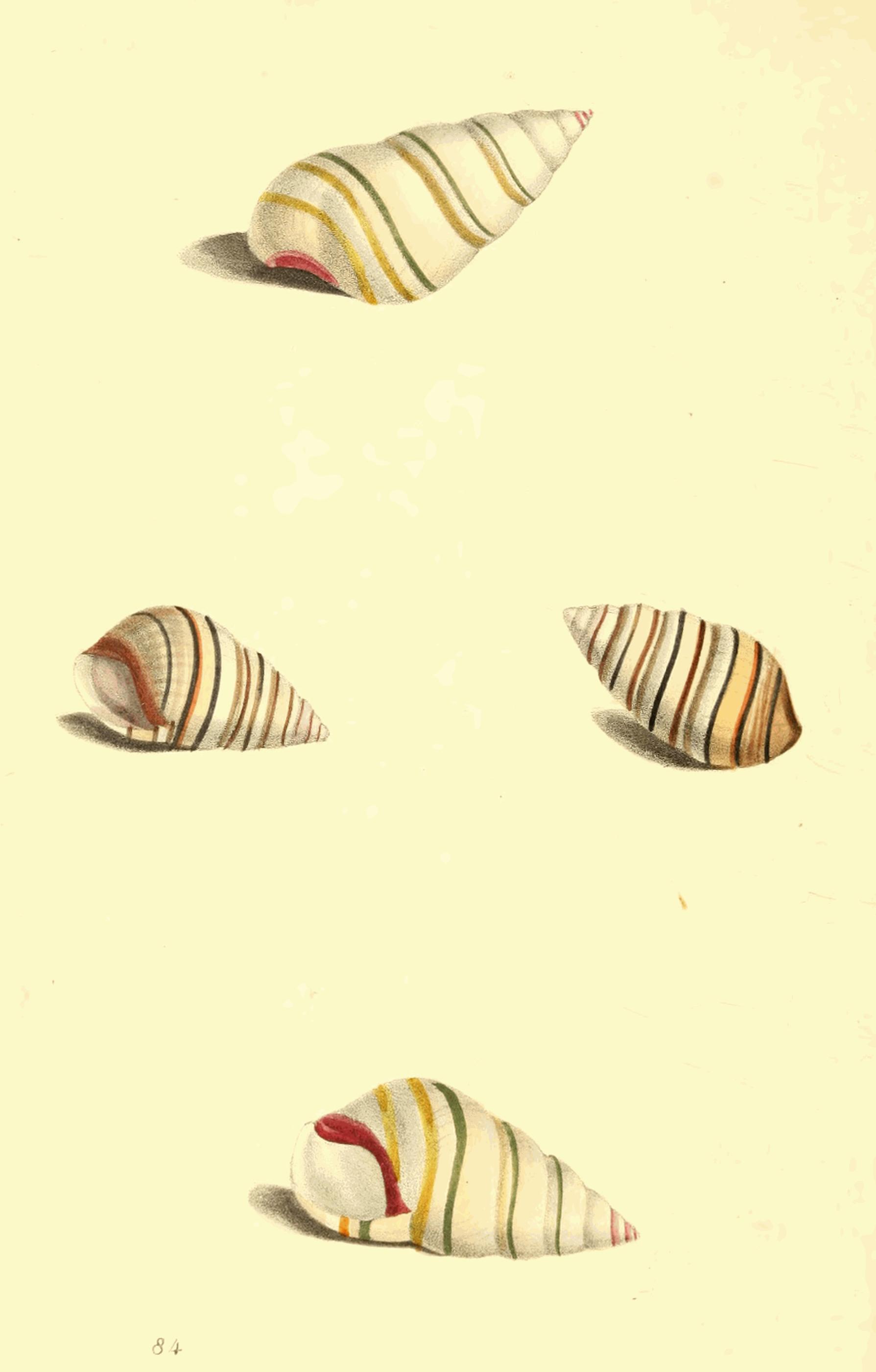 Plate 84.