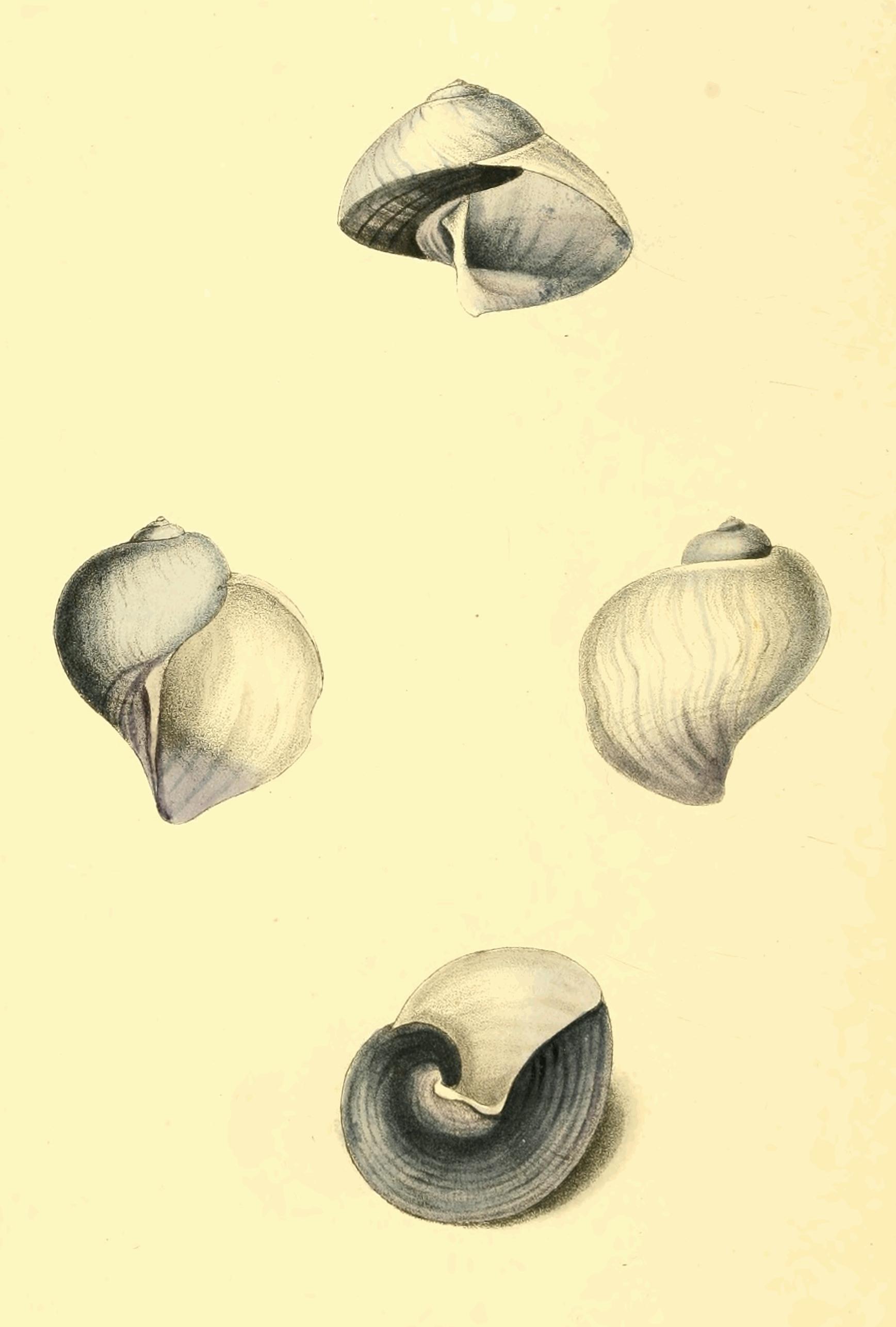 Plate 85.