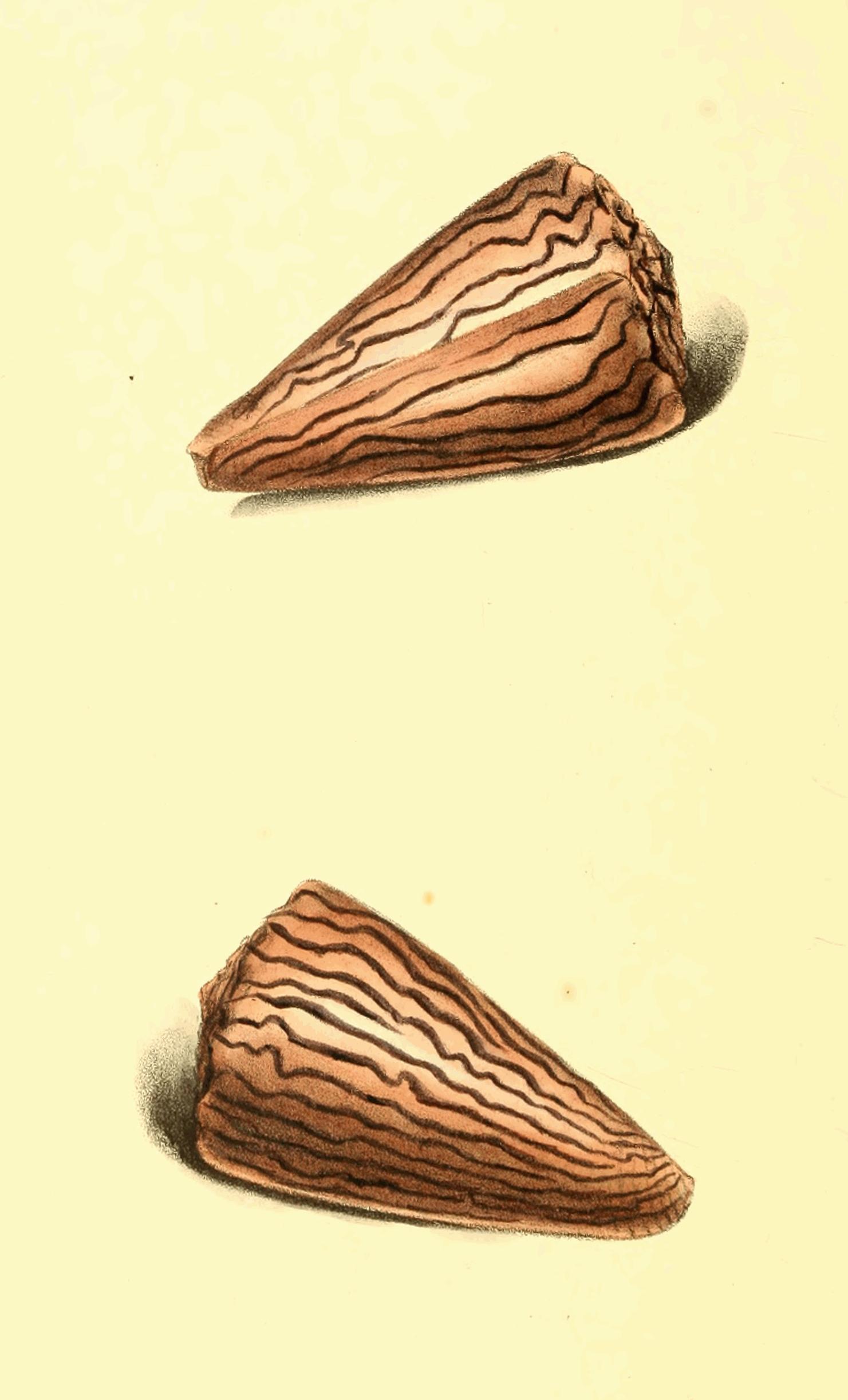Plate 86.