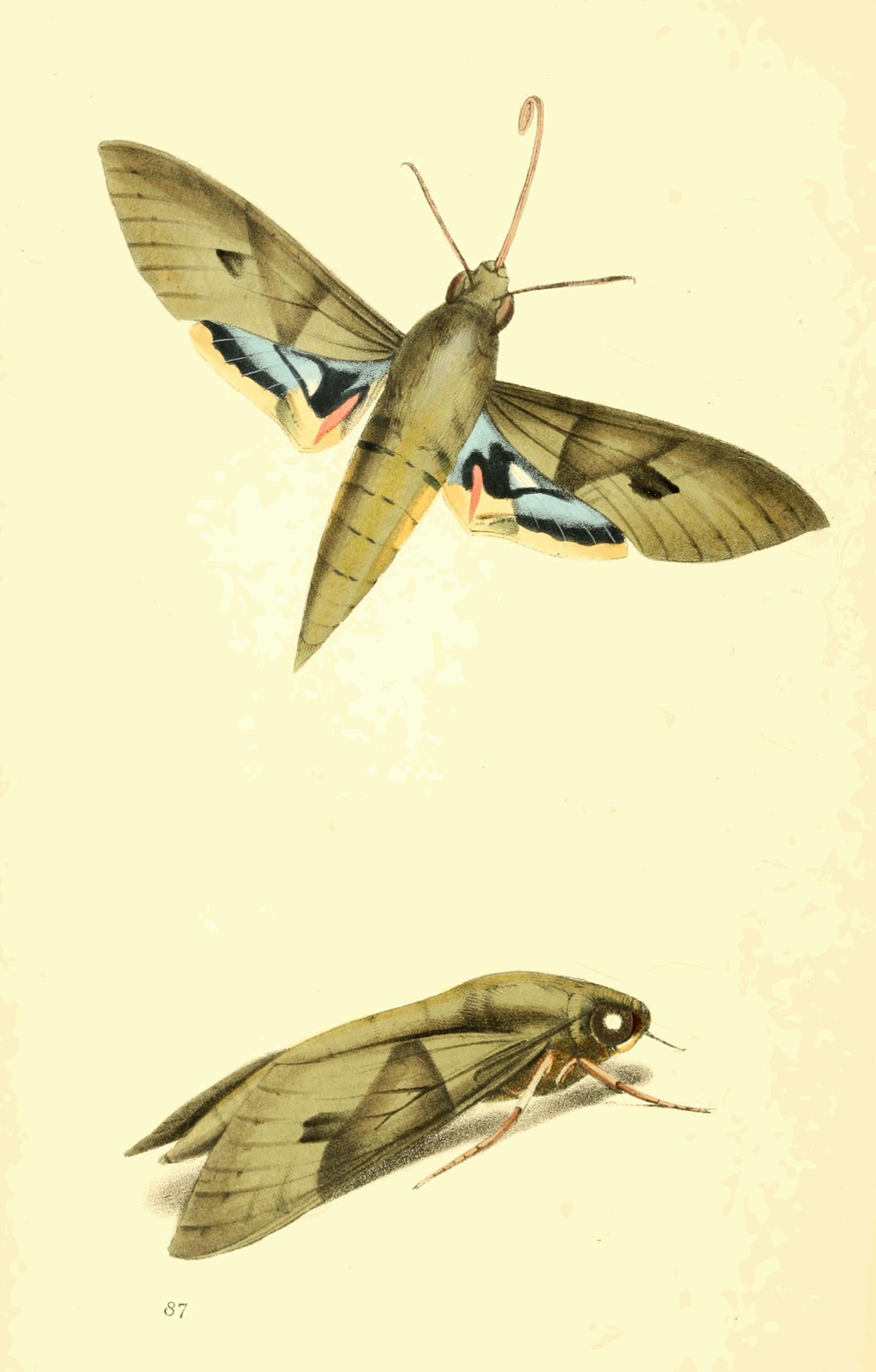 Plate 87.