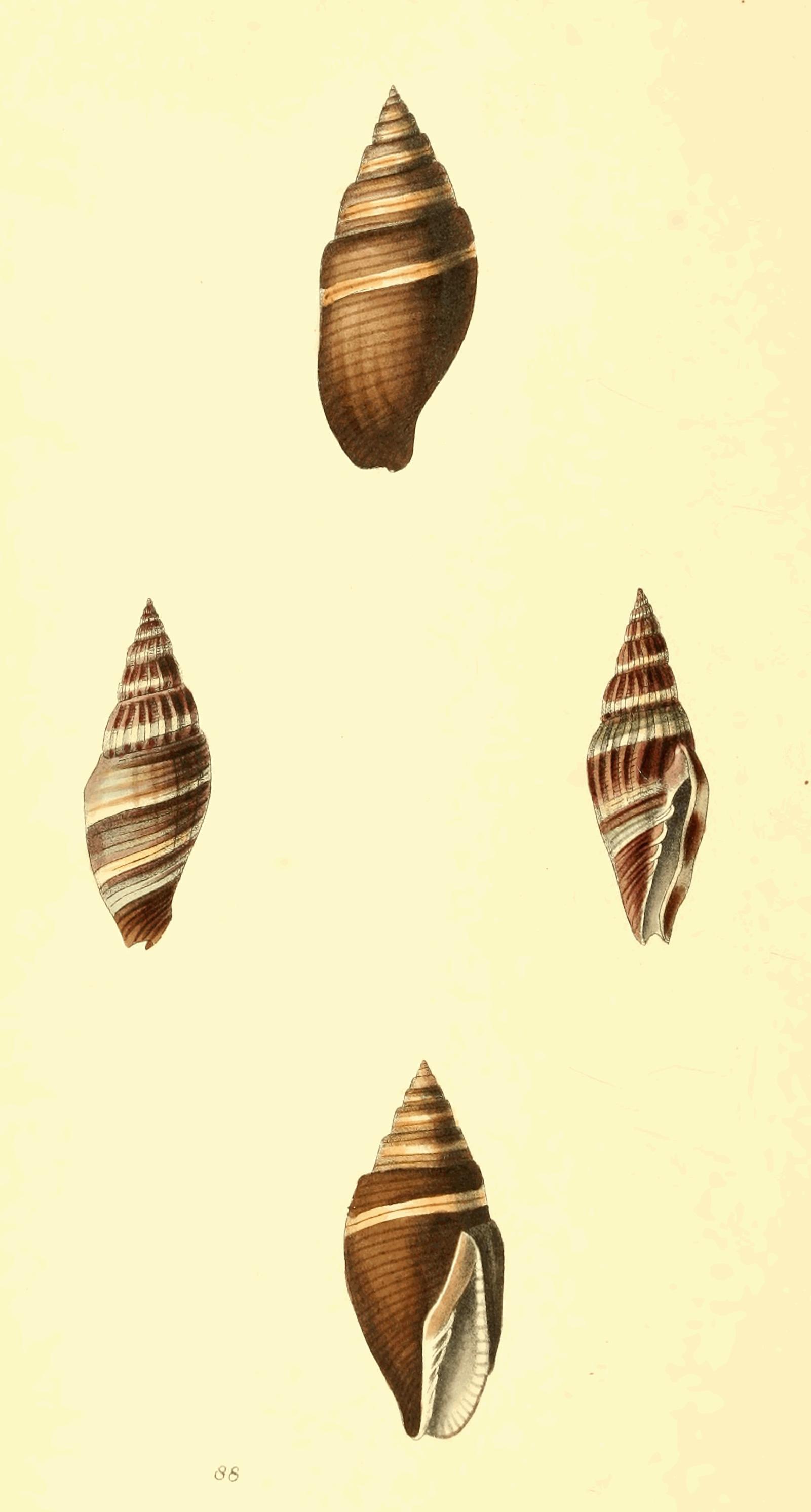 Plate 88.