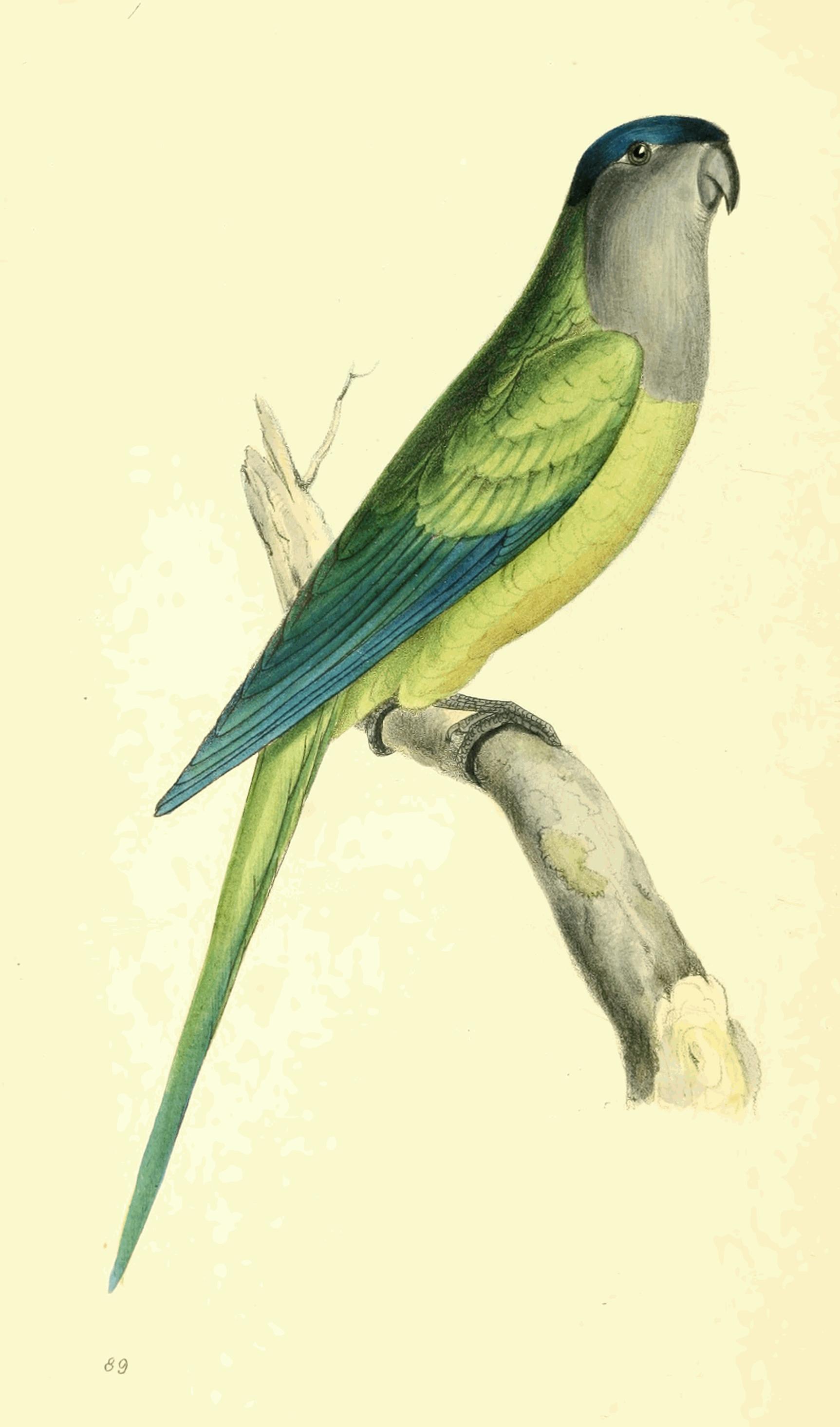 Plate 89.