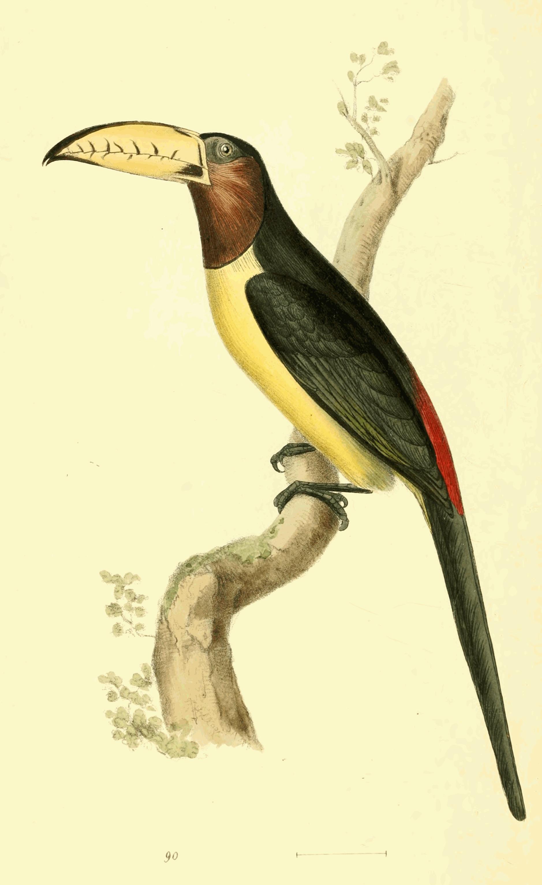 Plate 90.