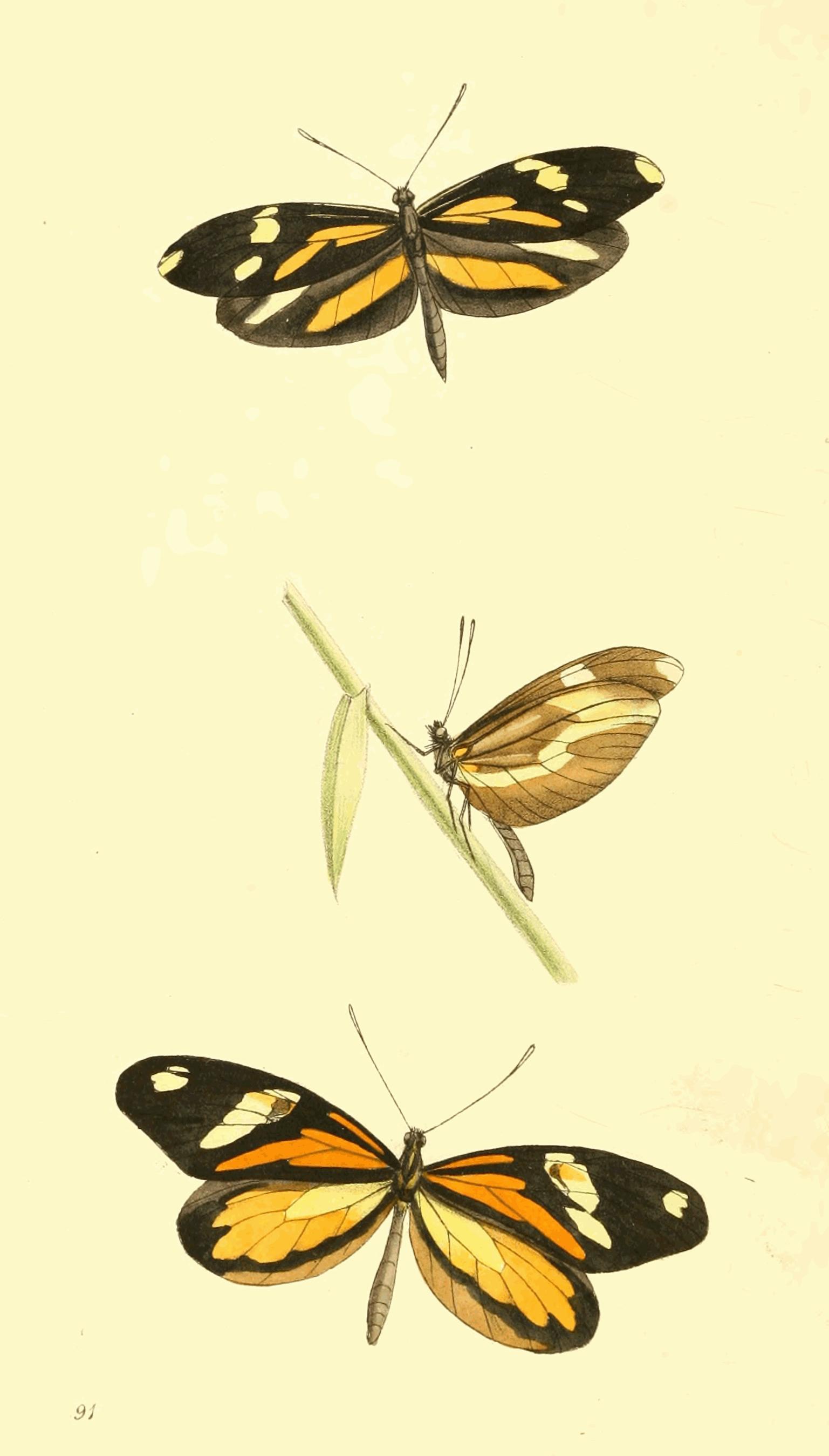 Plate 91.