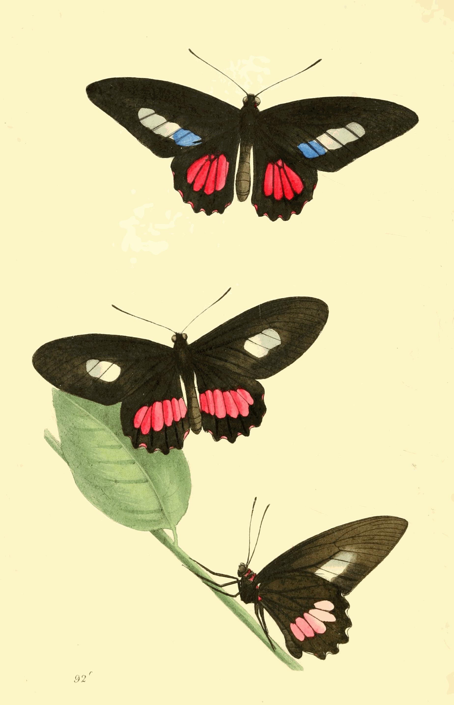 Plate 92.
