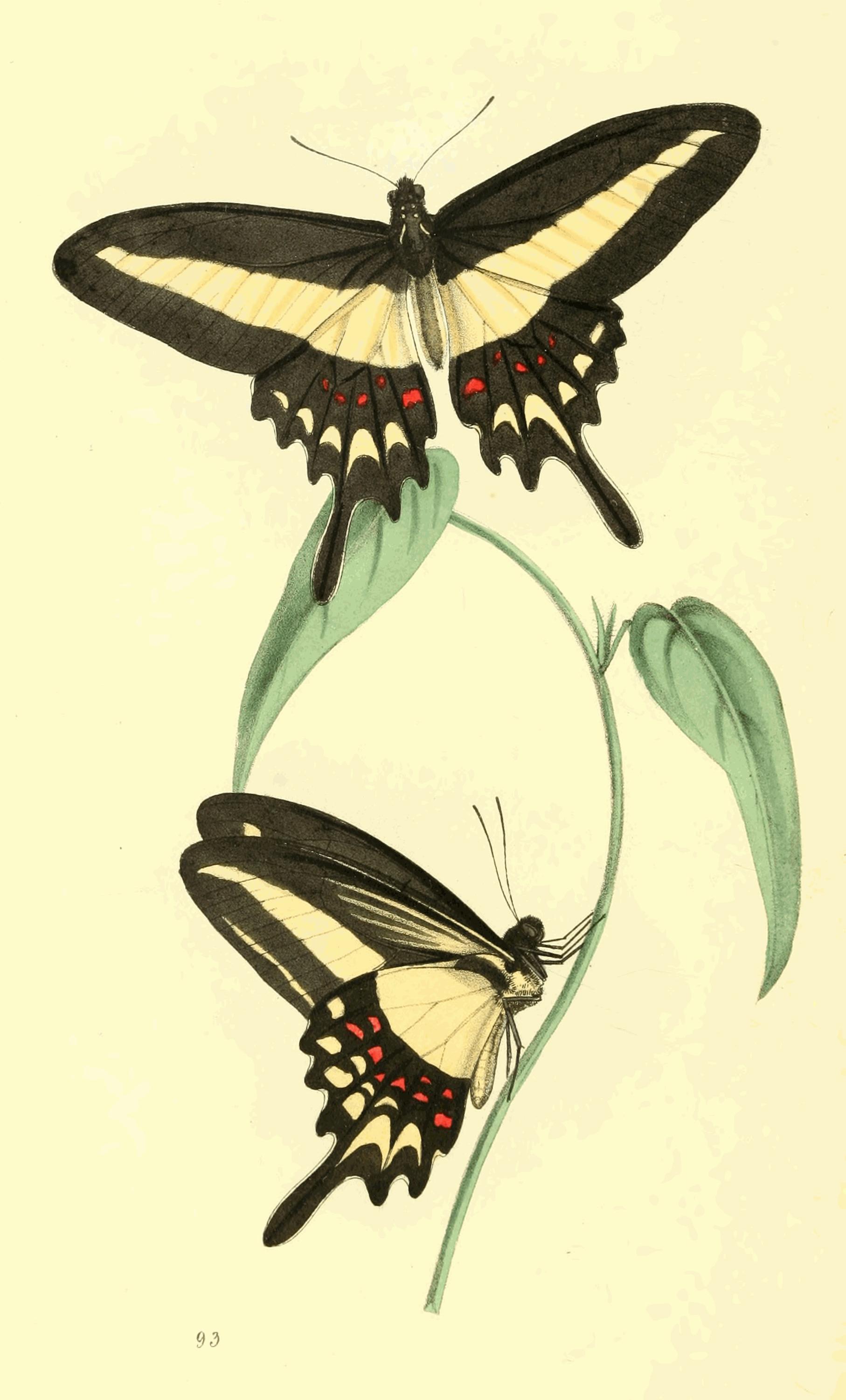Plate 93.