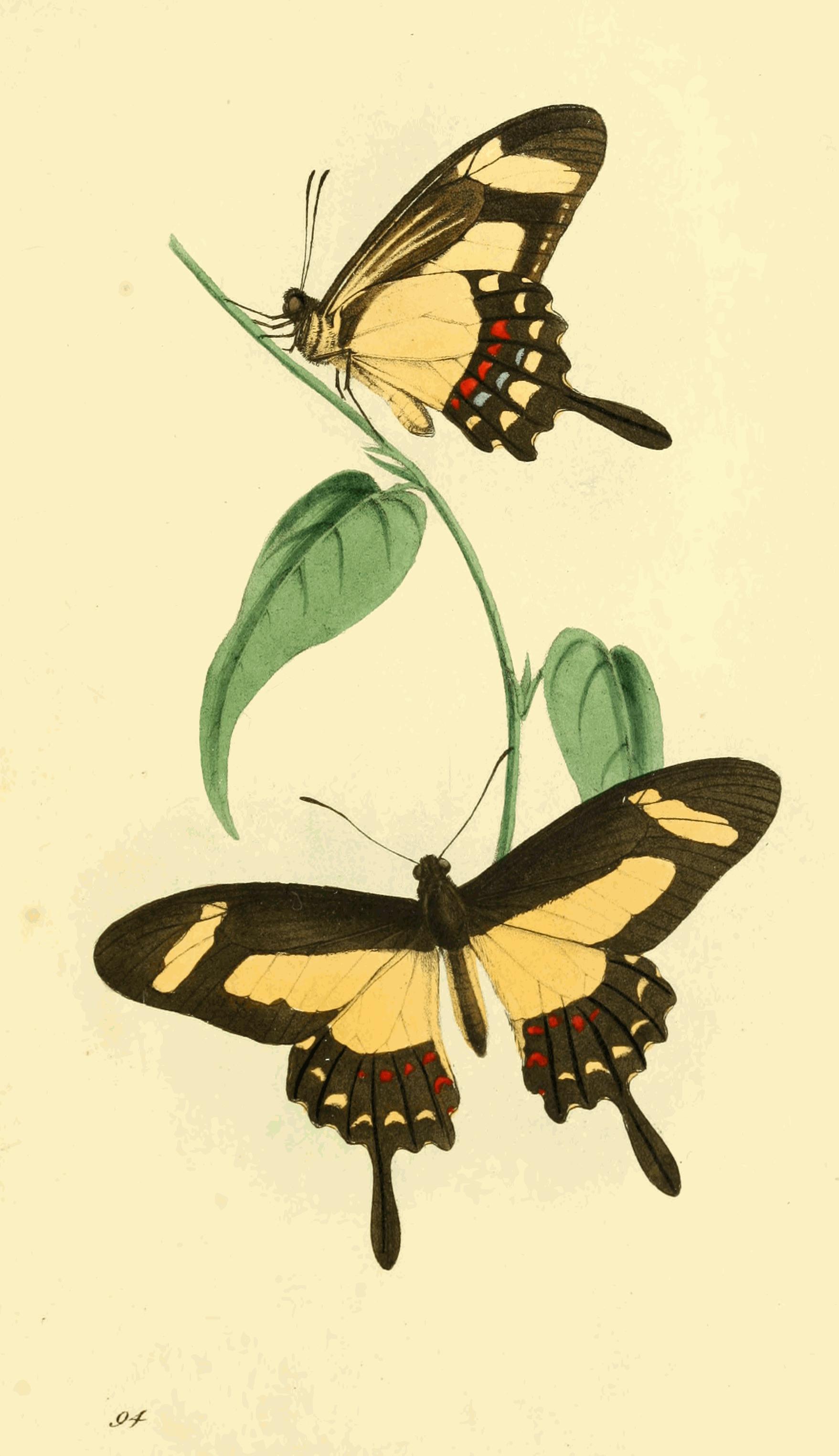 Plate 94.