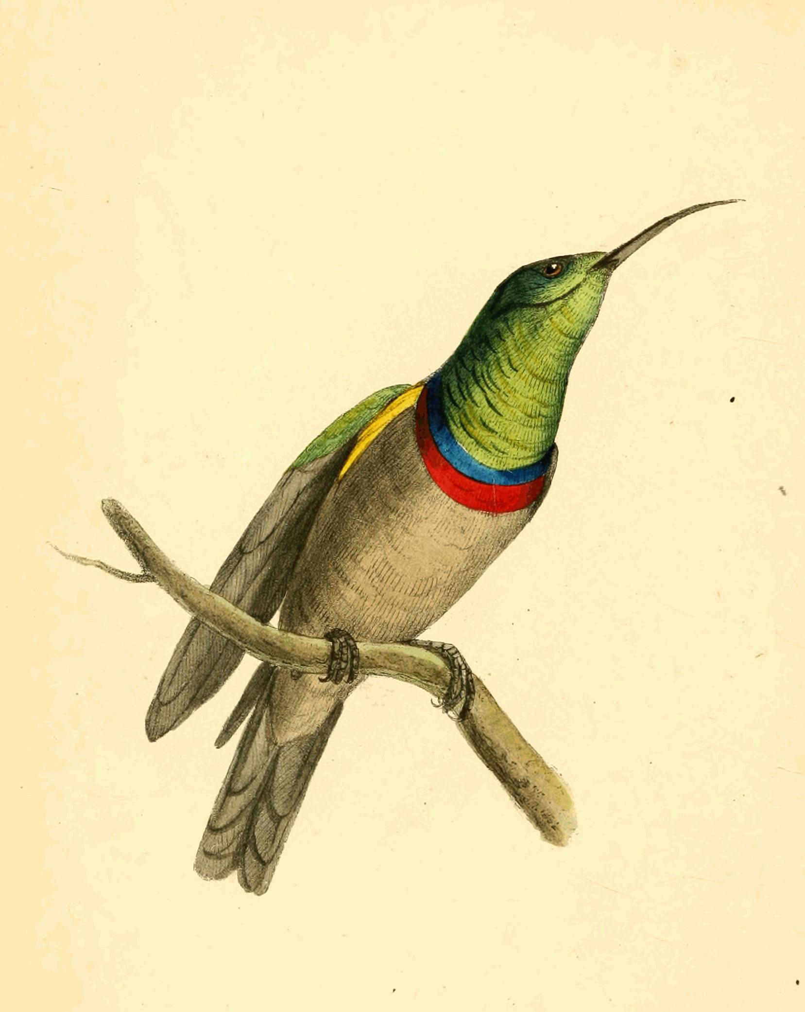 Plate 95.