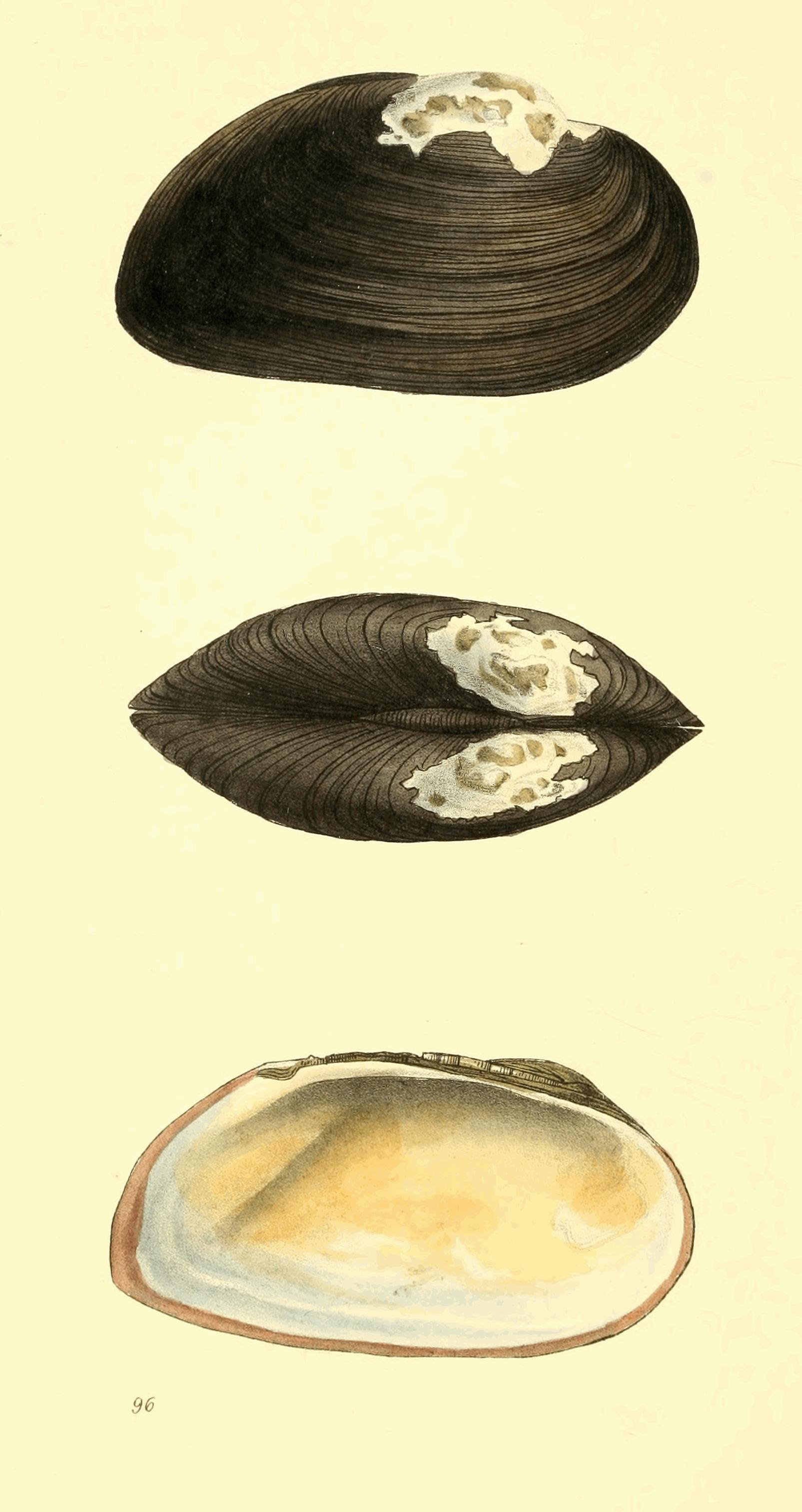 Plate 96.