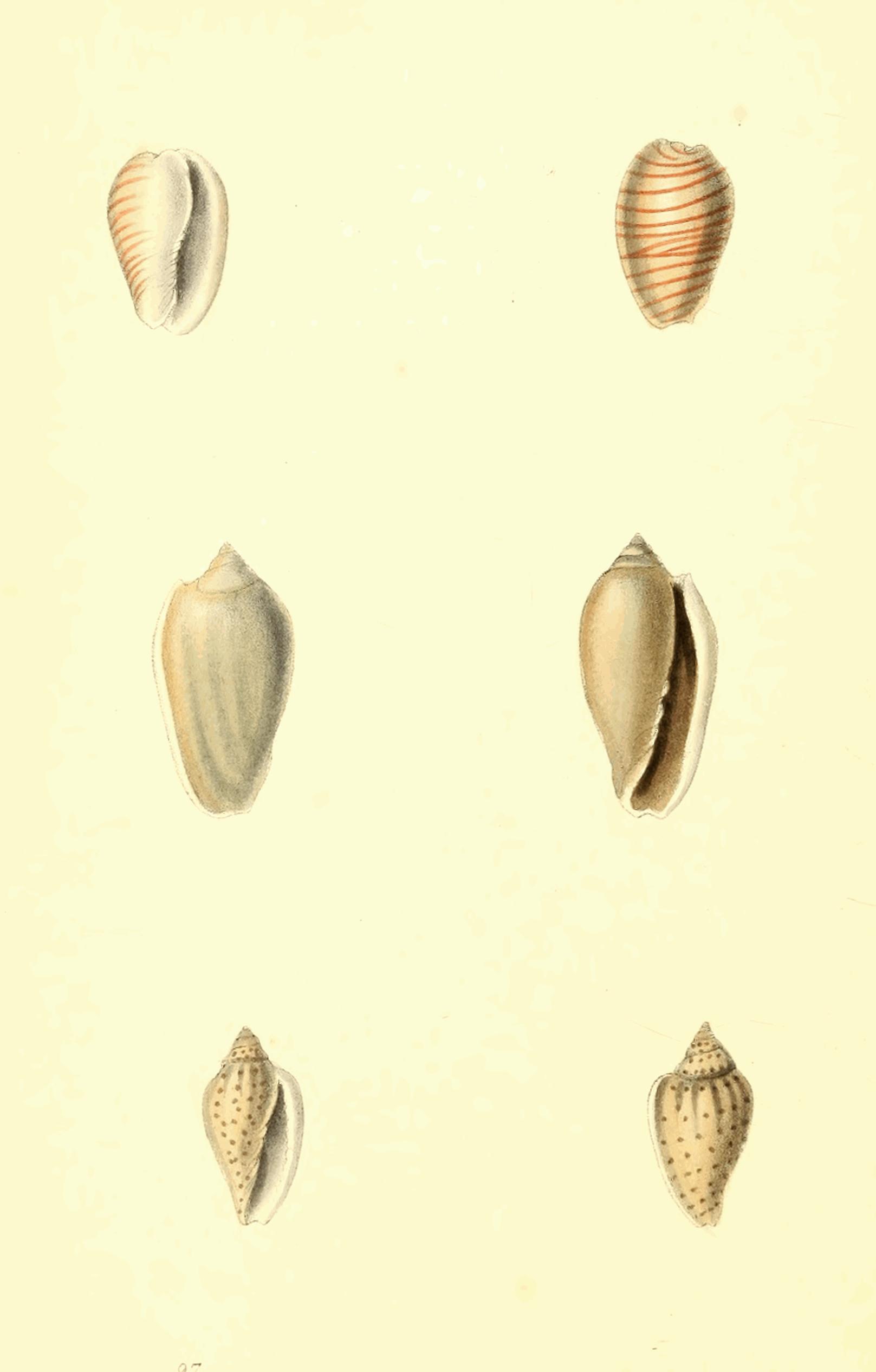 Plate 97.