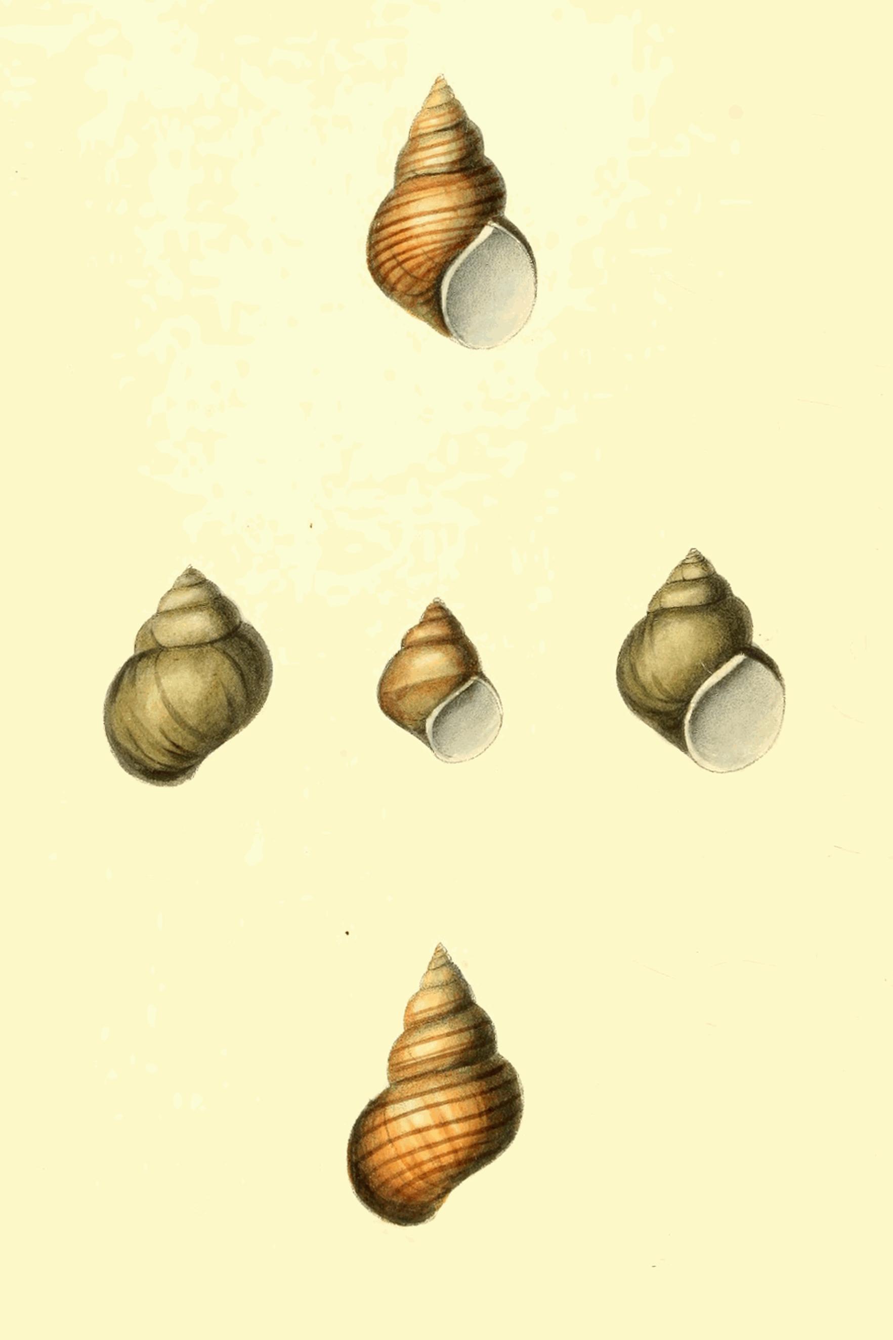 Plate 98.