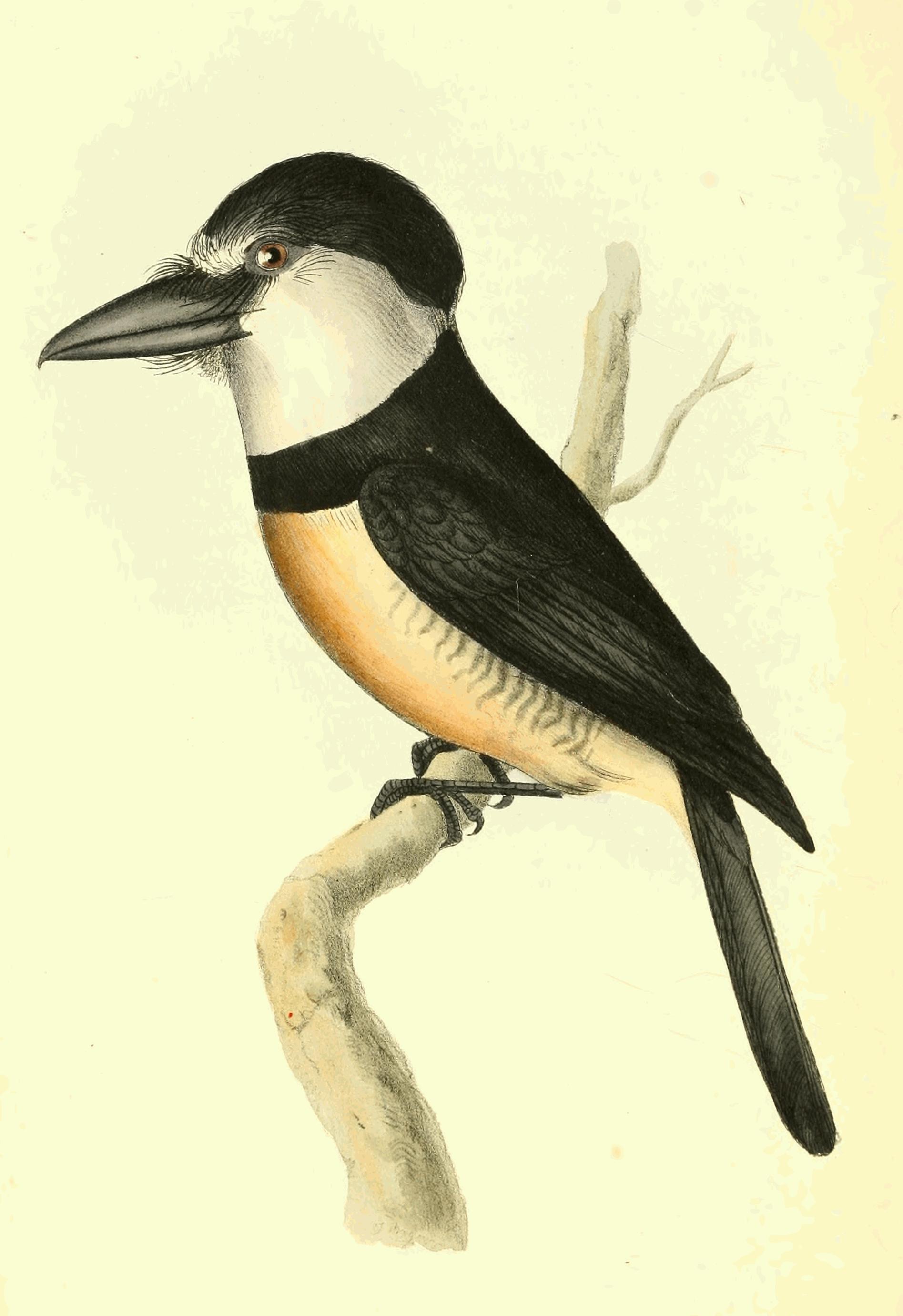 Plate 99.