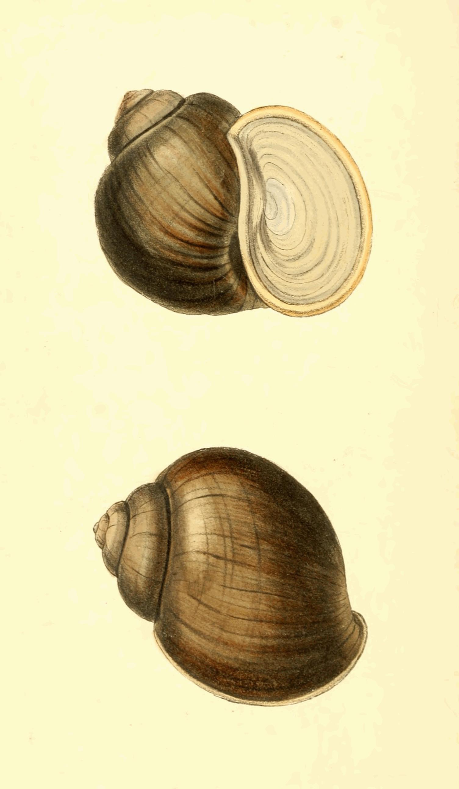 Plate 120.