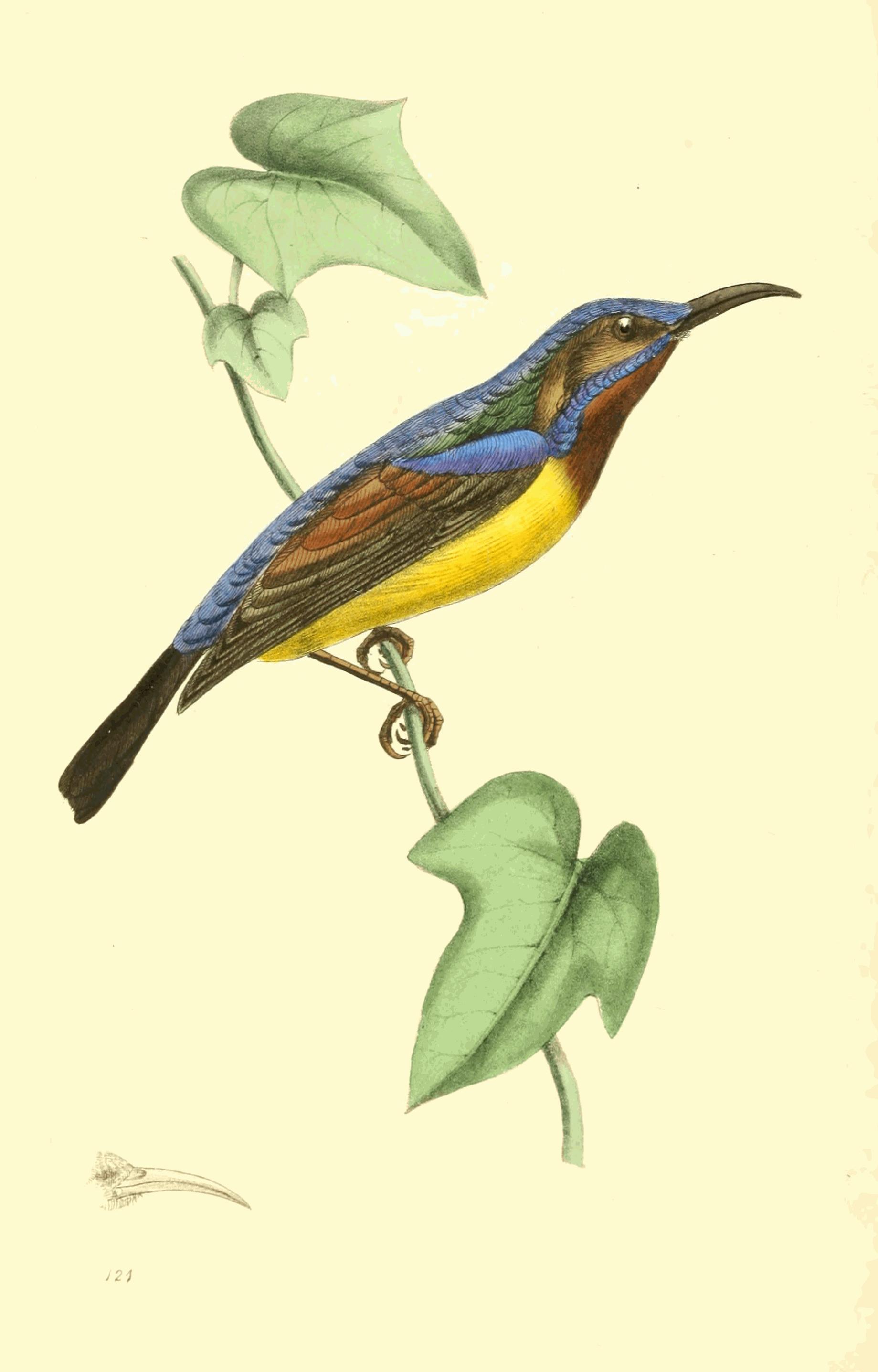 Plate 121.