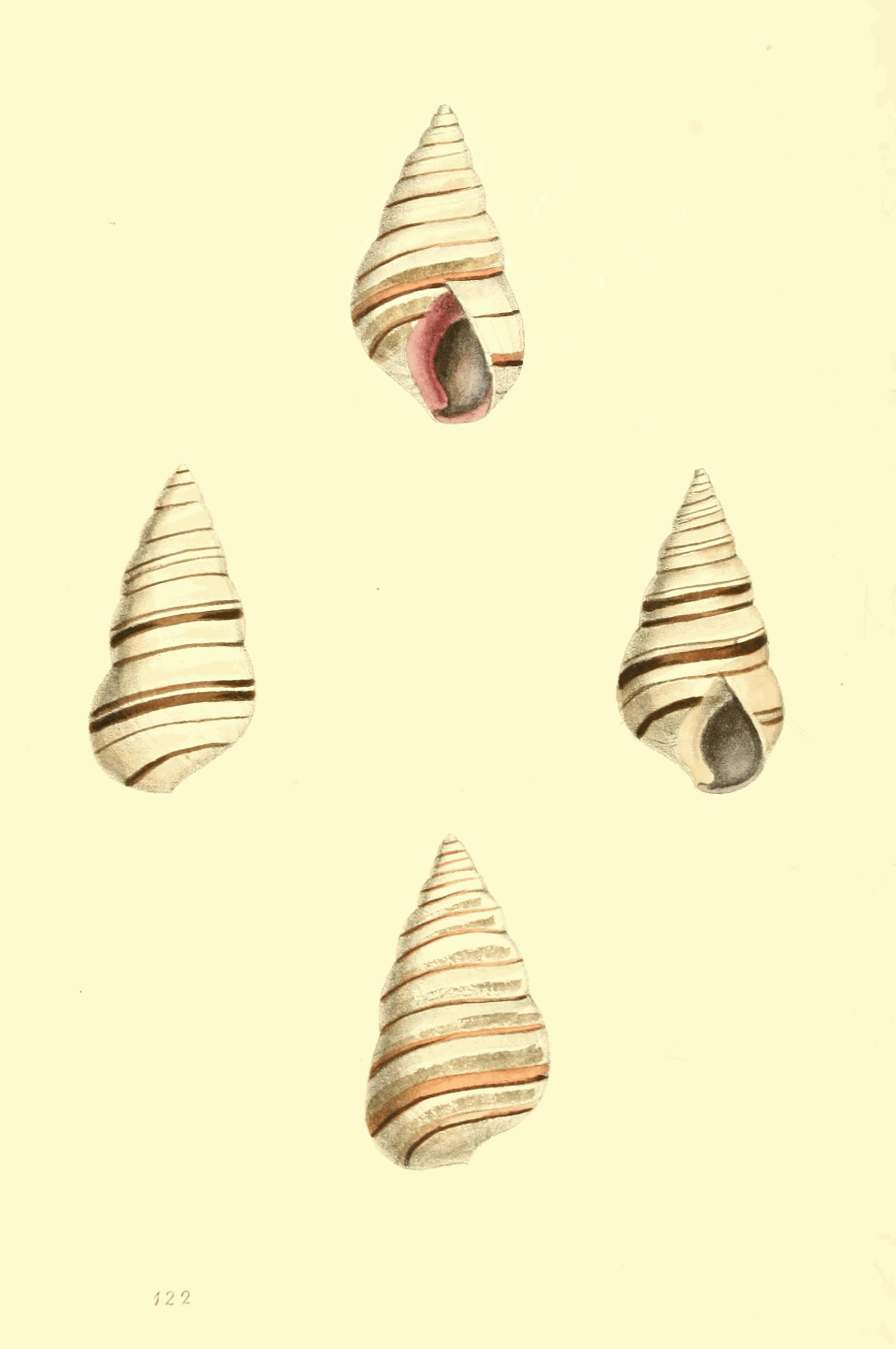 Plate 122.