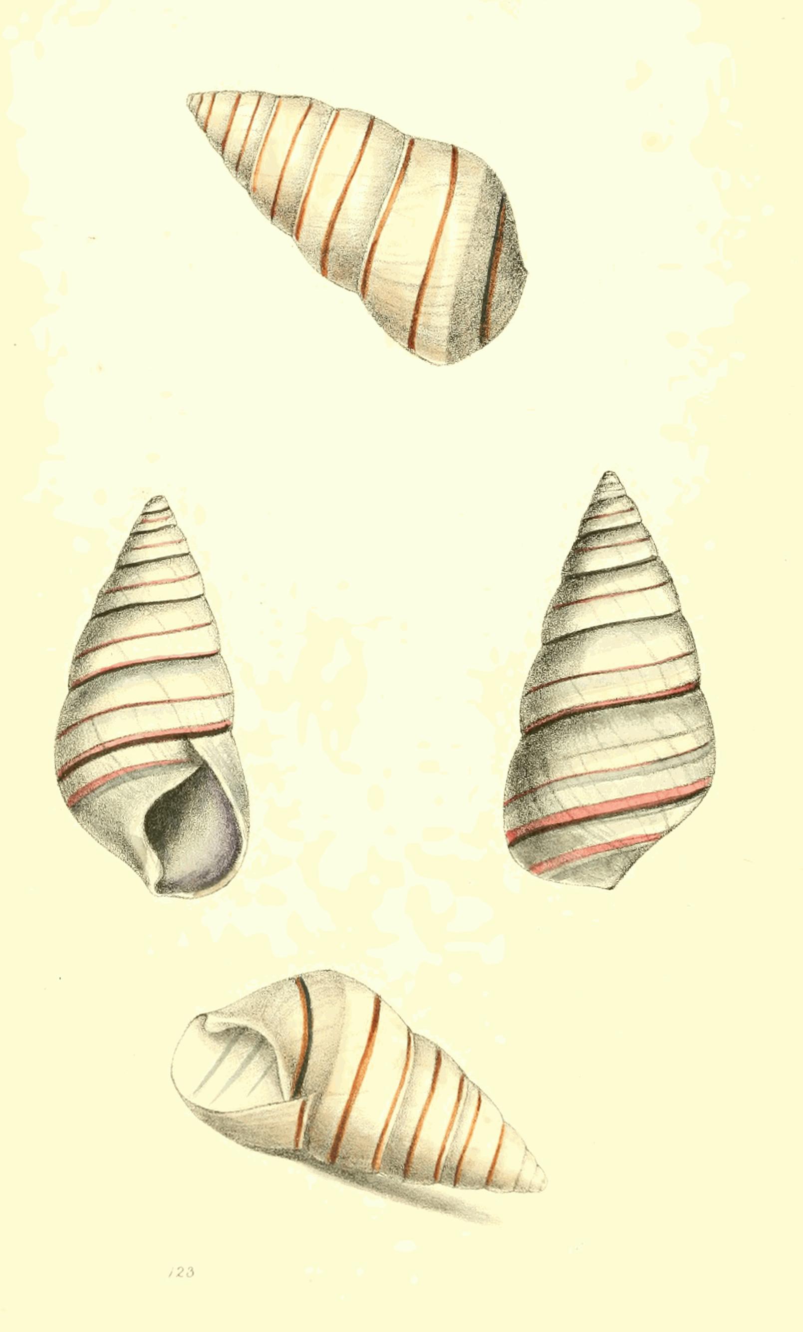 Plate 123.