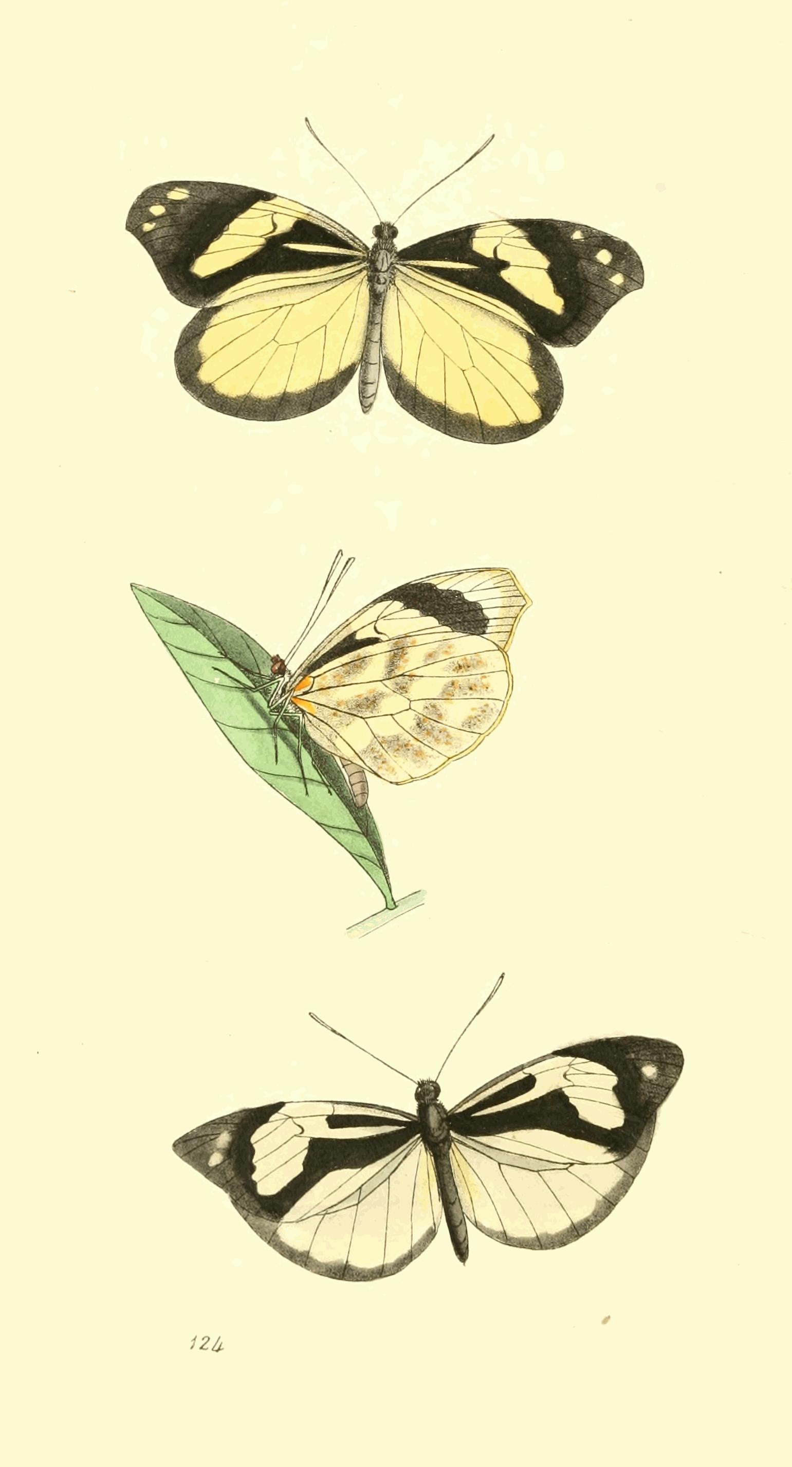 Plate 124.