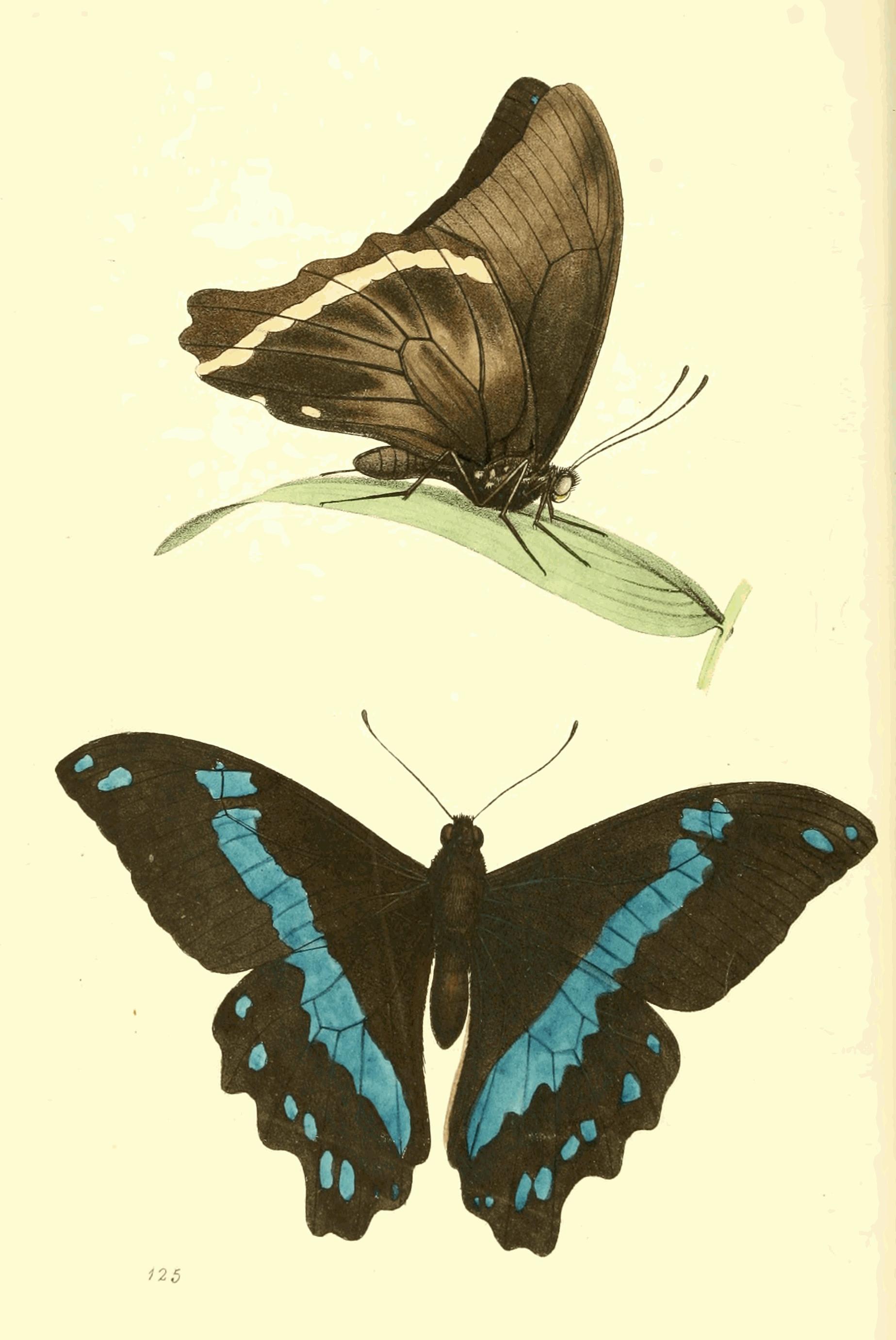 Plate 125.