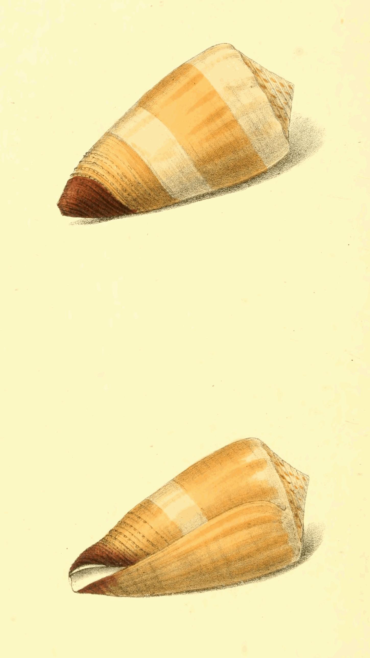Plate 126.