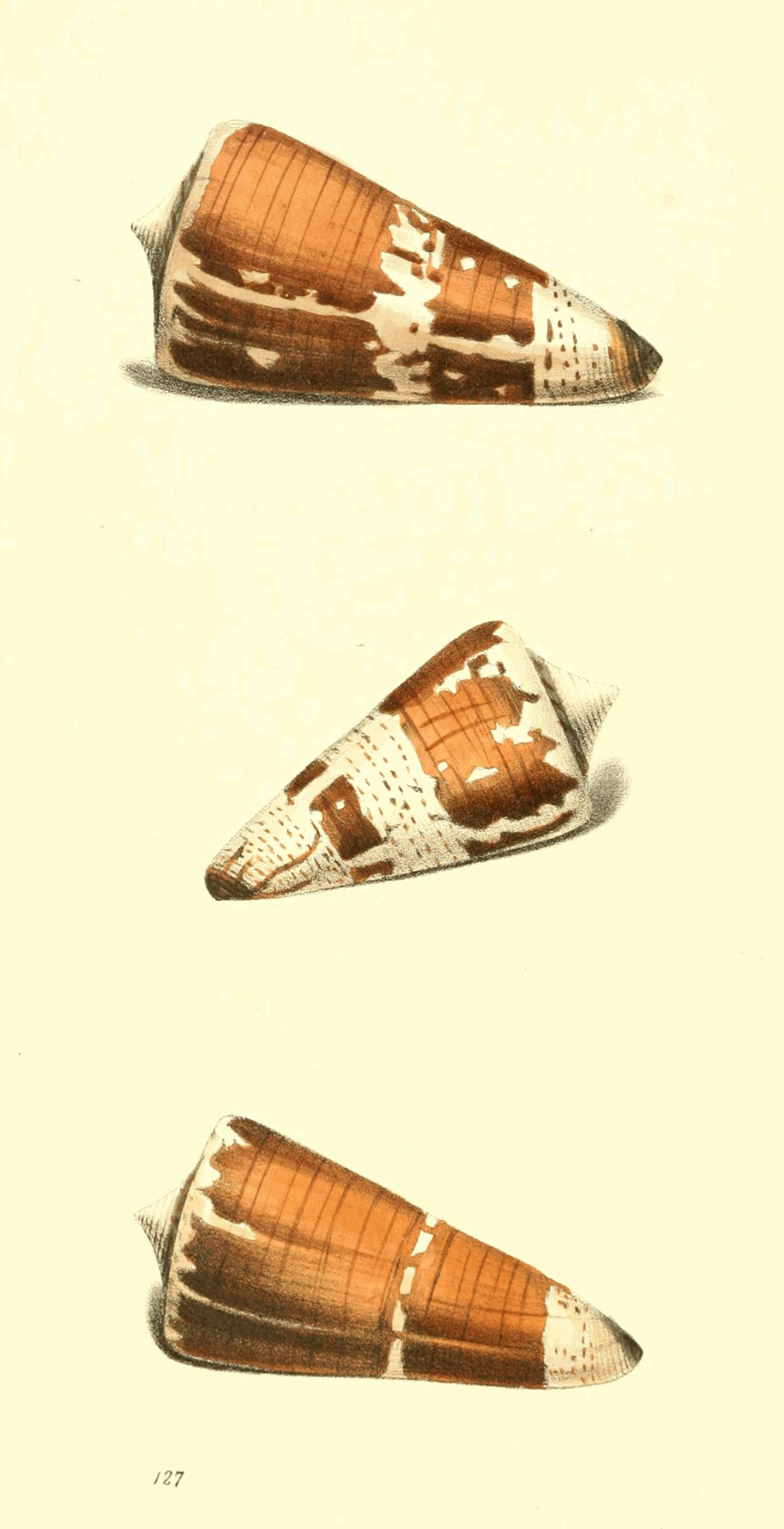 Plate 127.