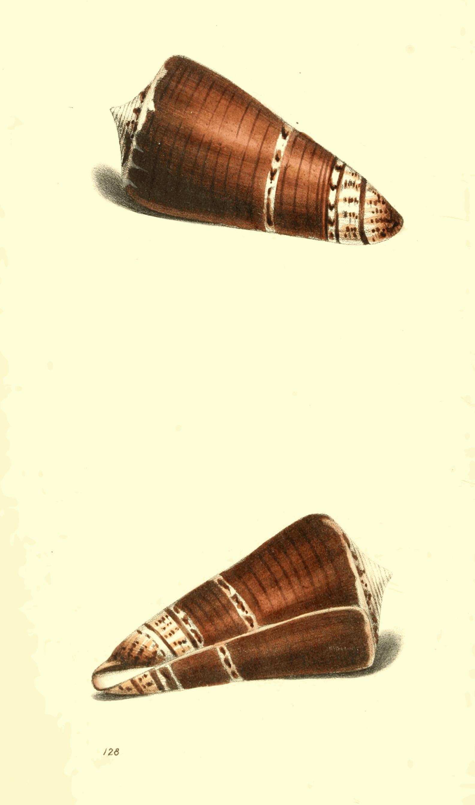 Plate 128.