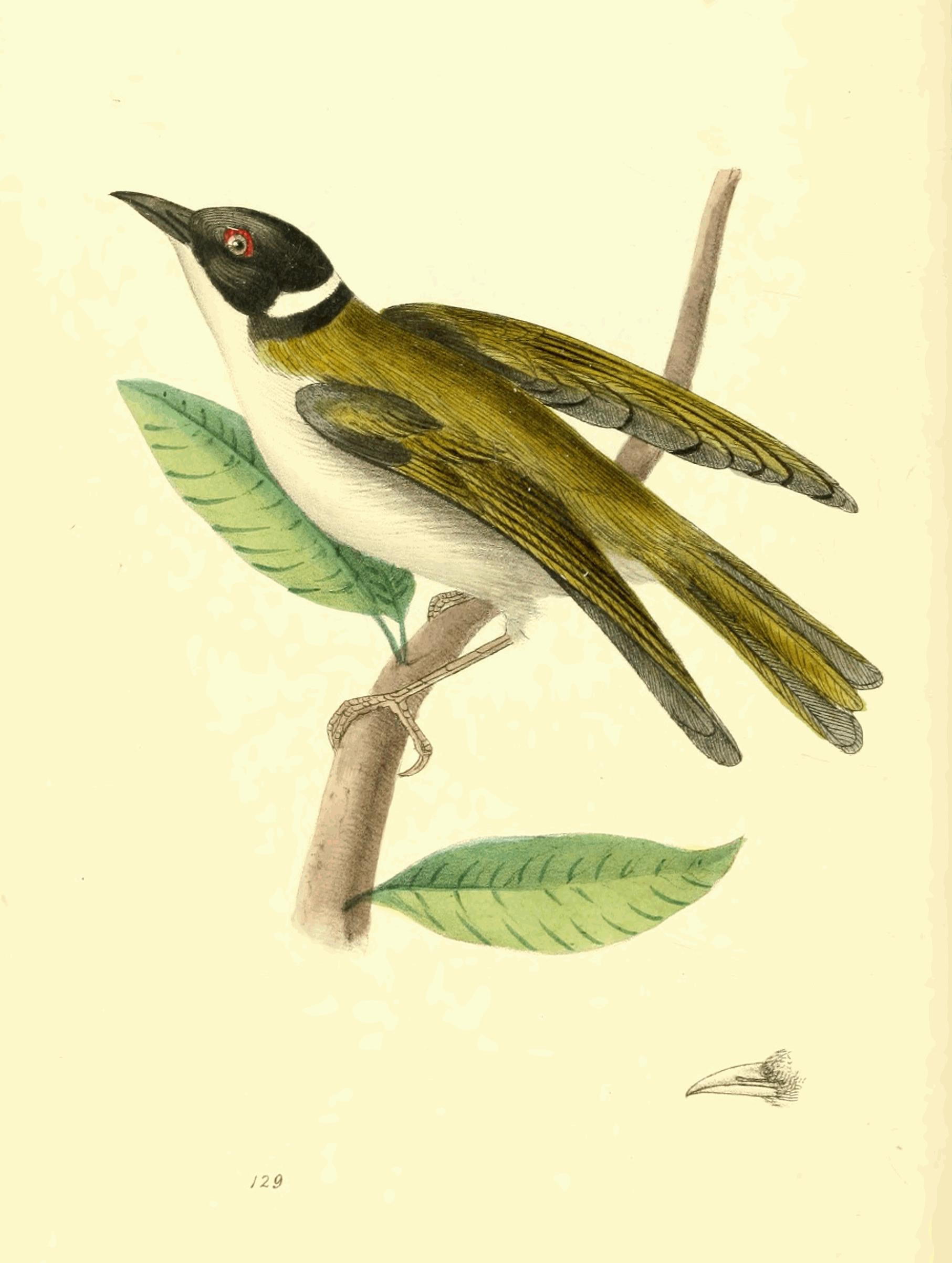 Plate 129.