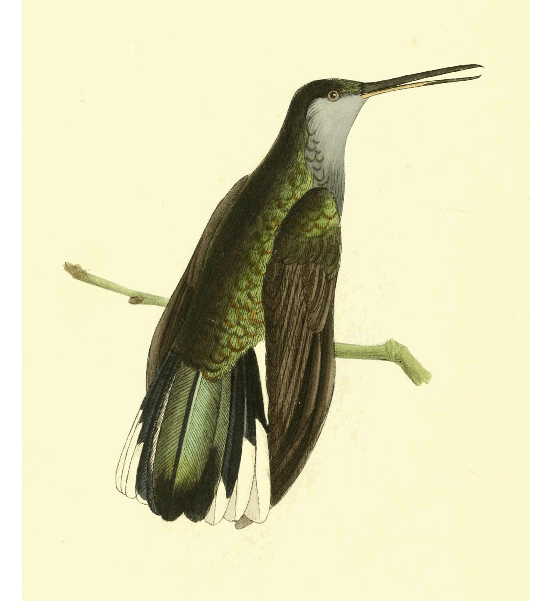 Plate 130.