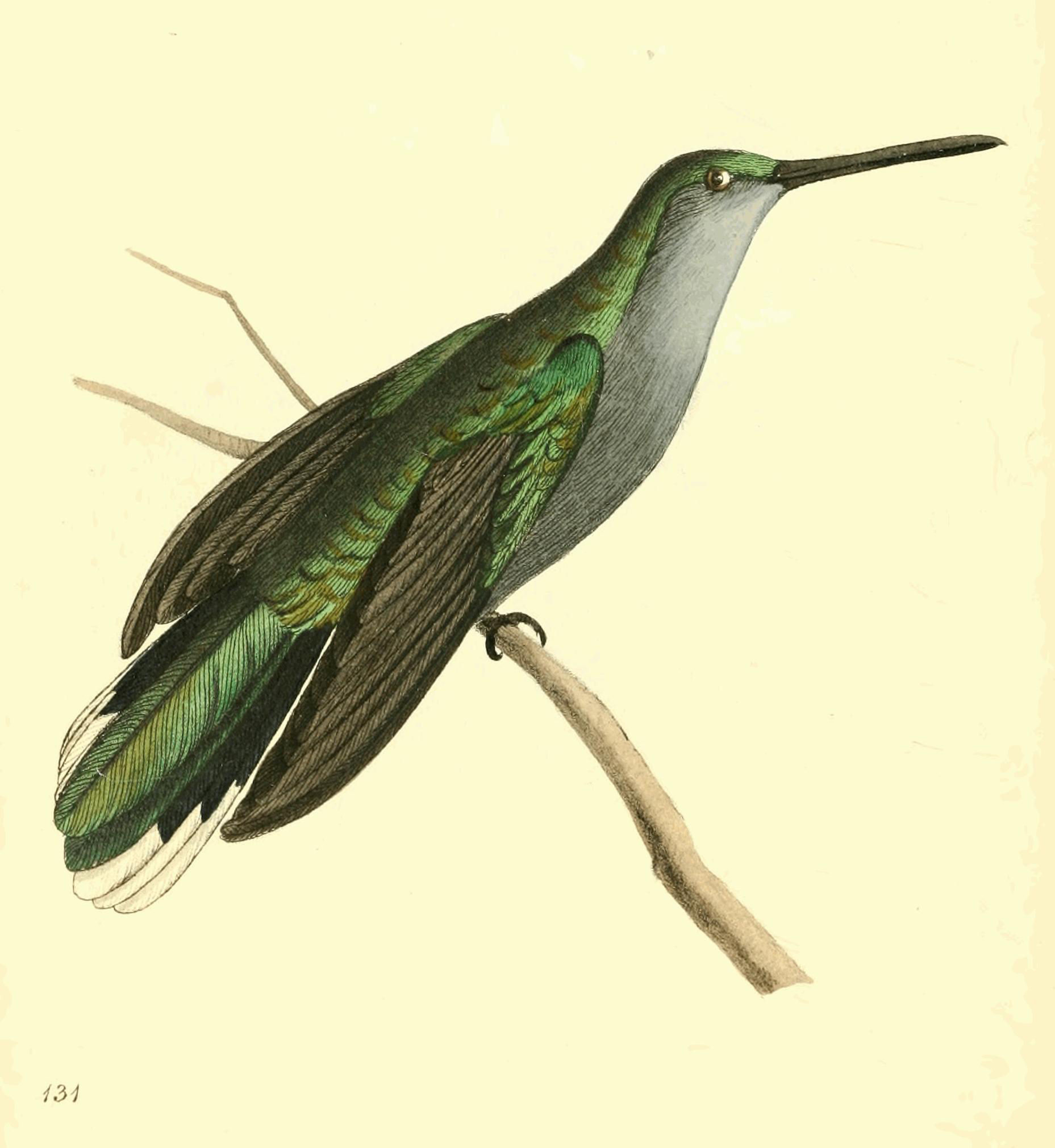 Plate 131.