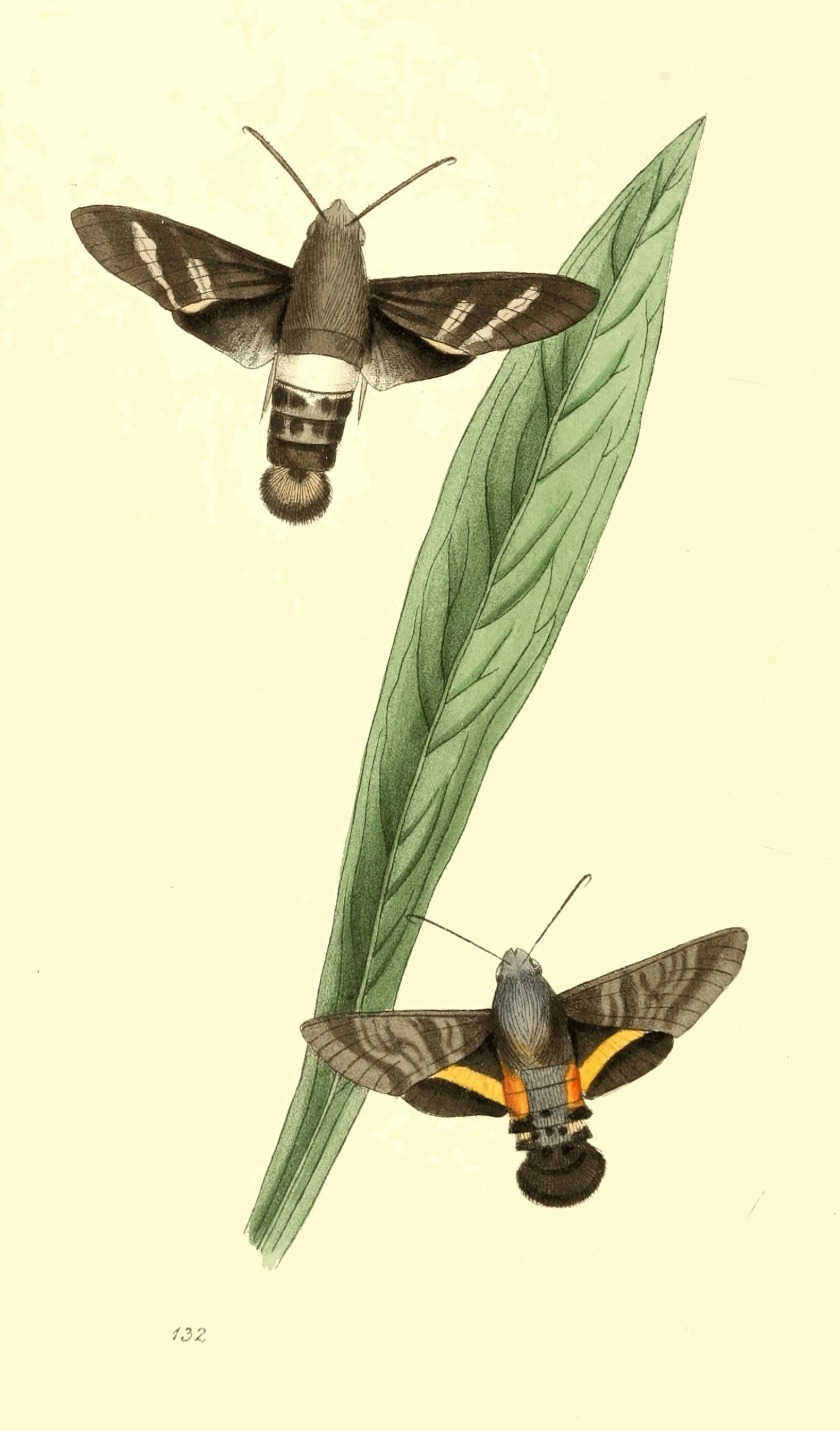 Plate 132.