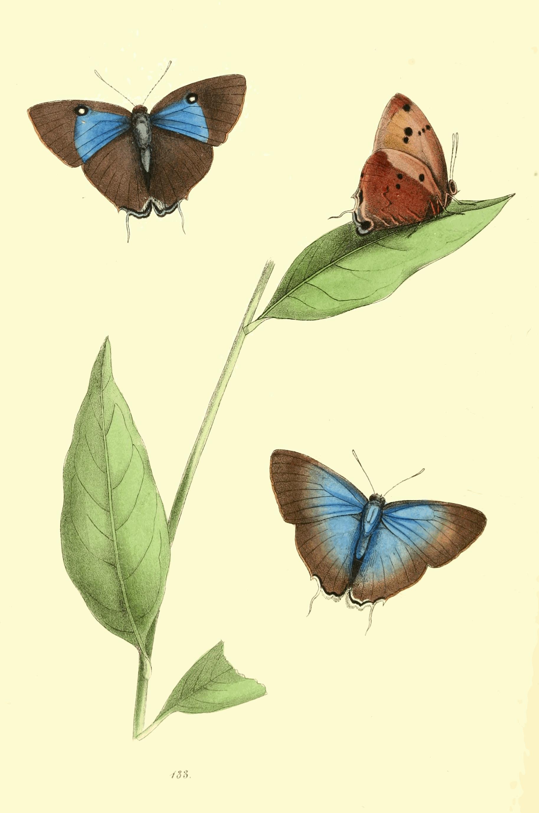 Plate 133.