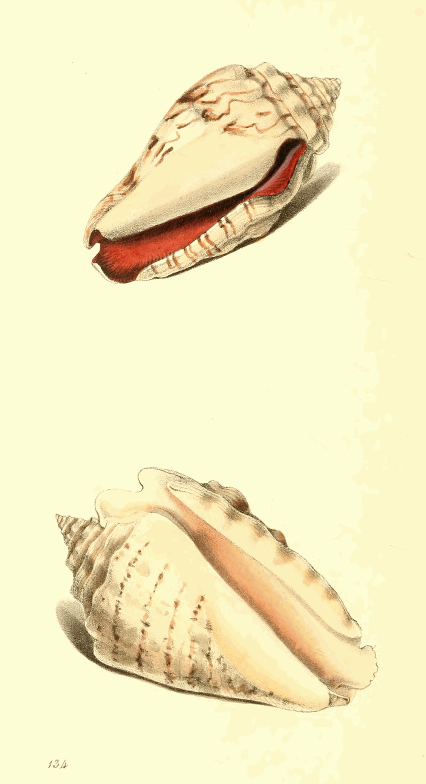 Plate 134.