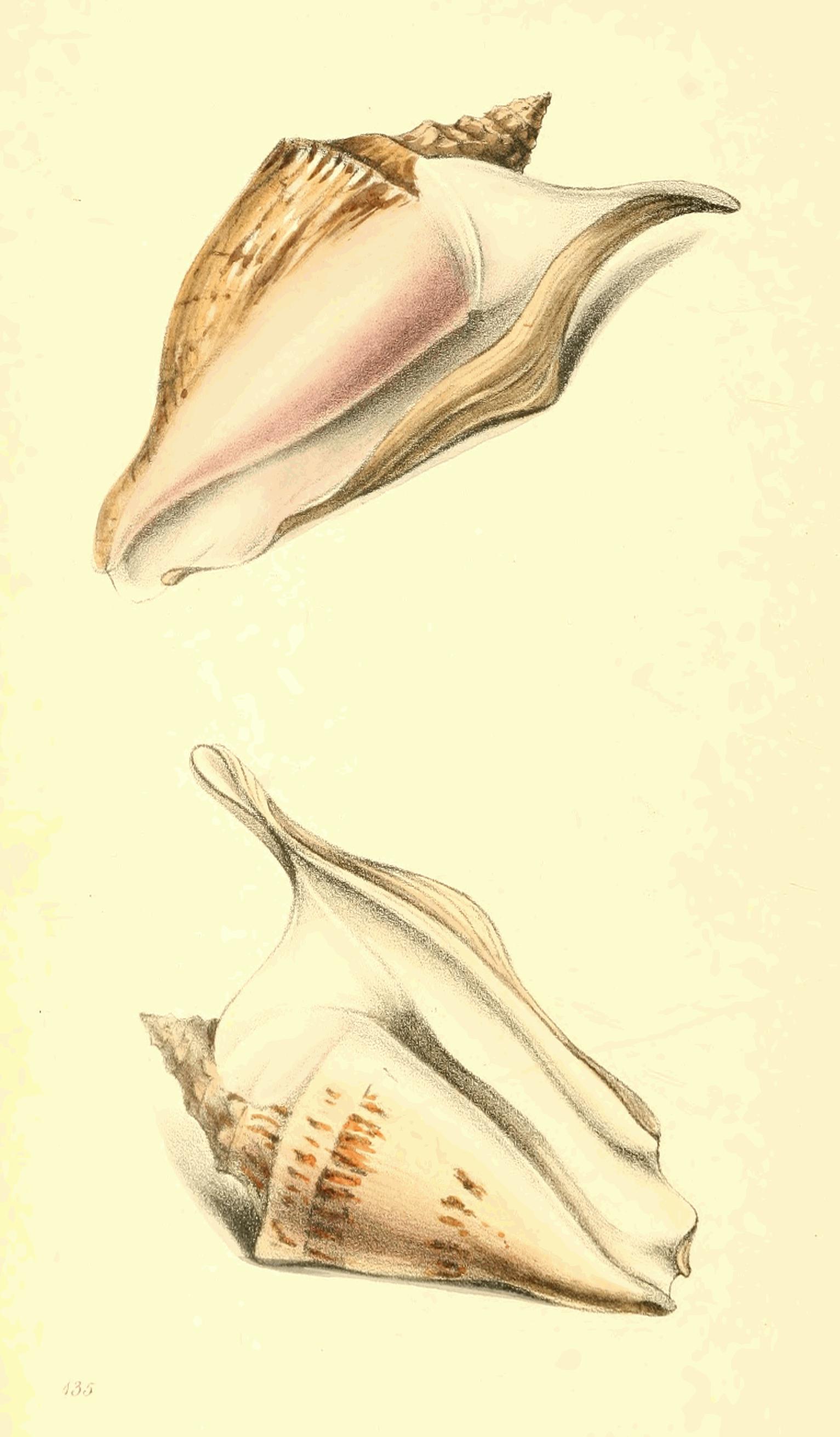Plate 135.
