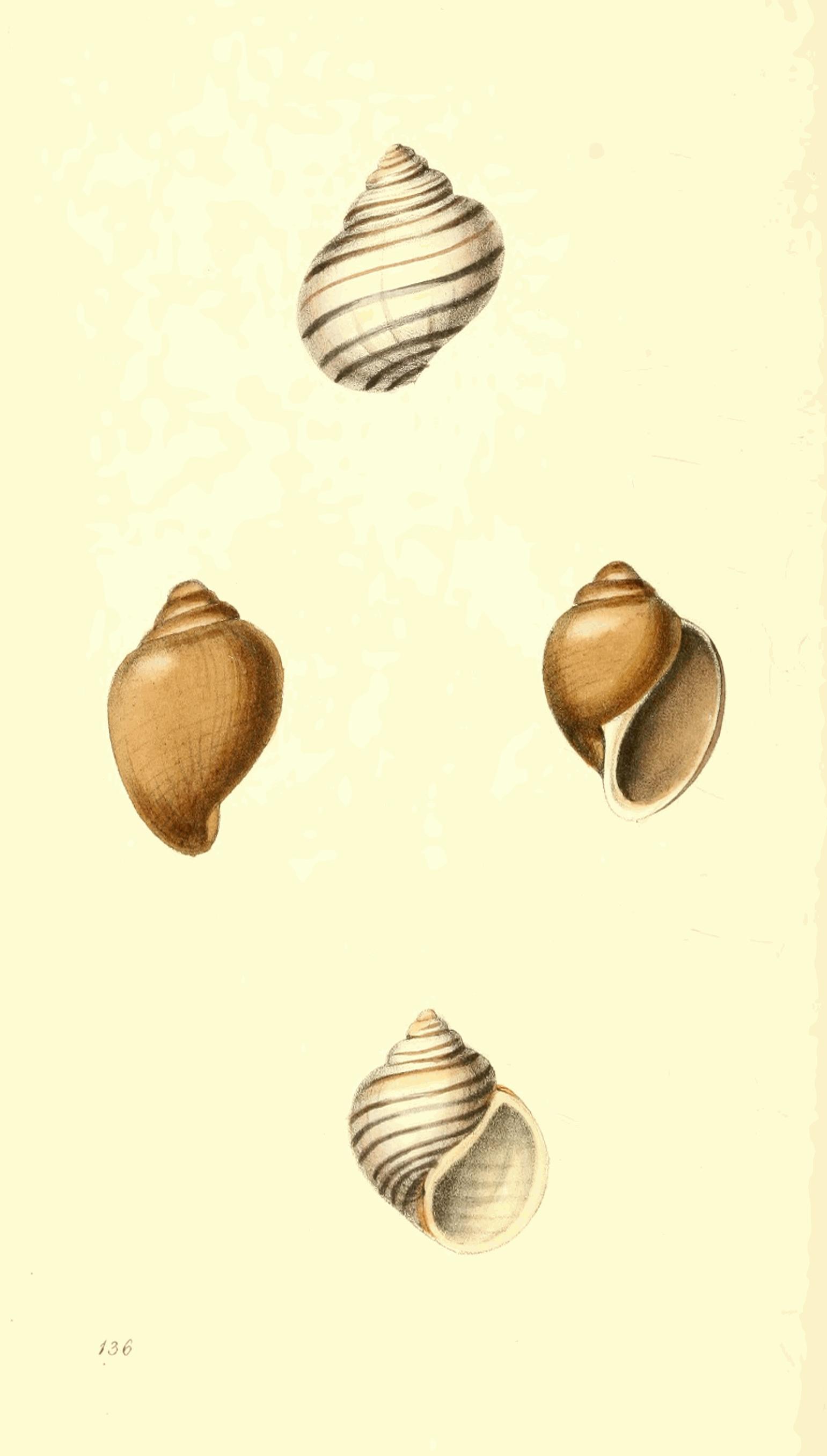 Plate 136.