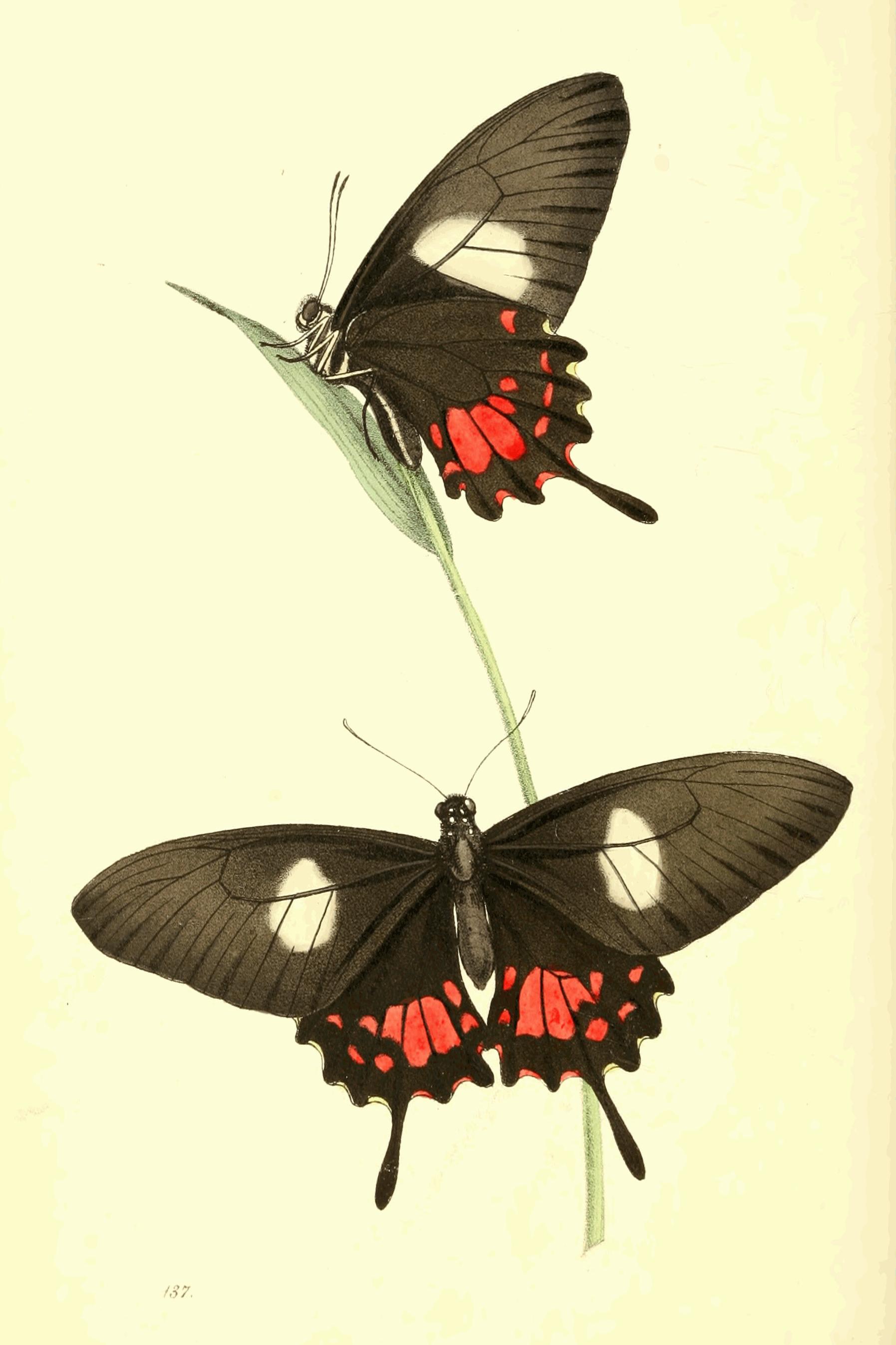 Plate 137.