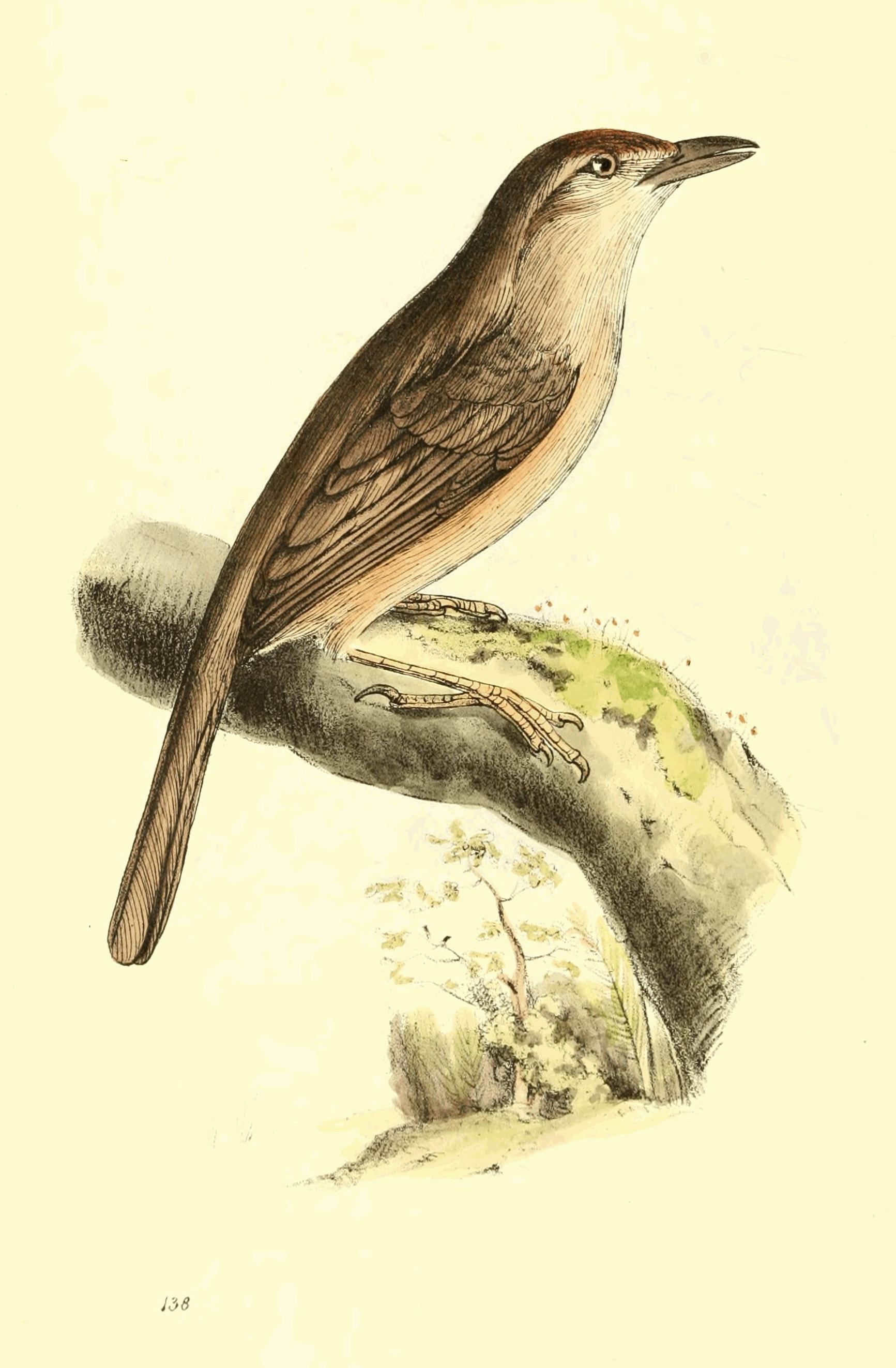 Plate 138.