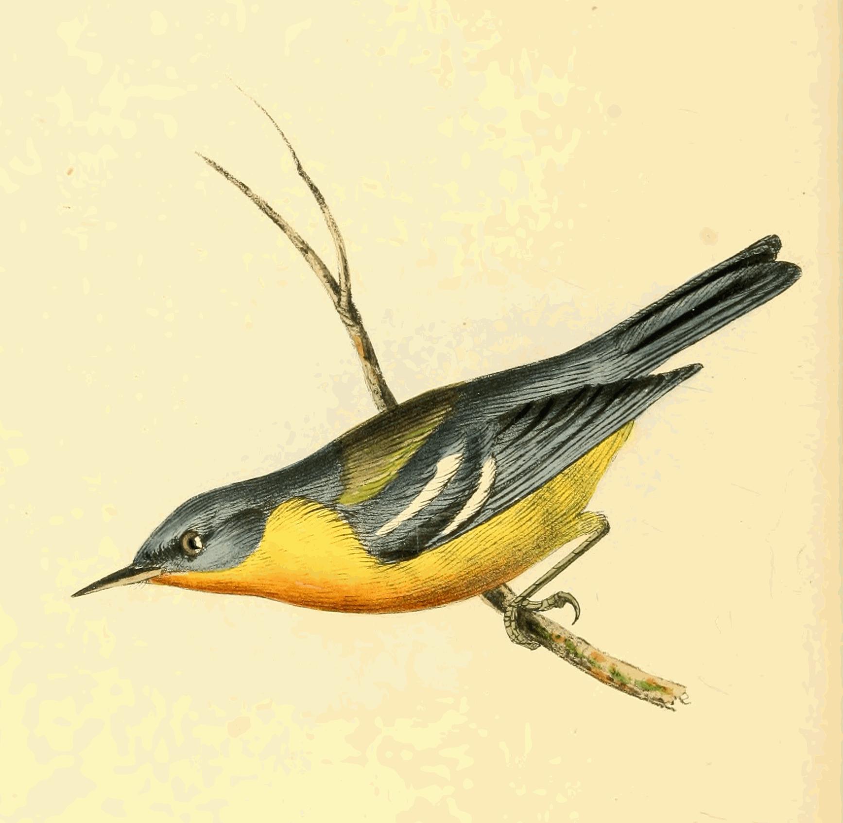 Plate 139.