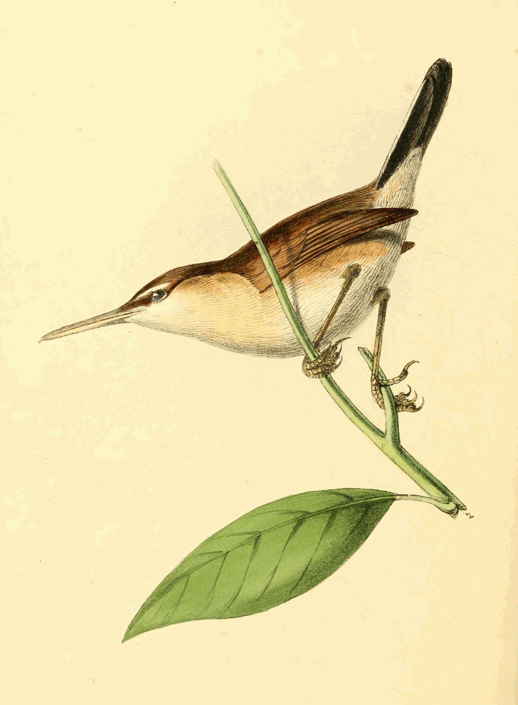 Plate 140.