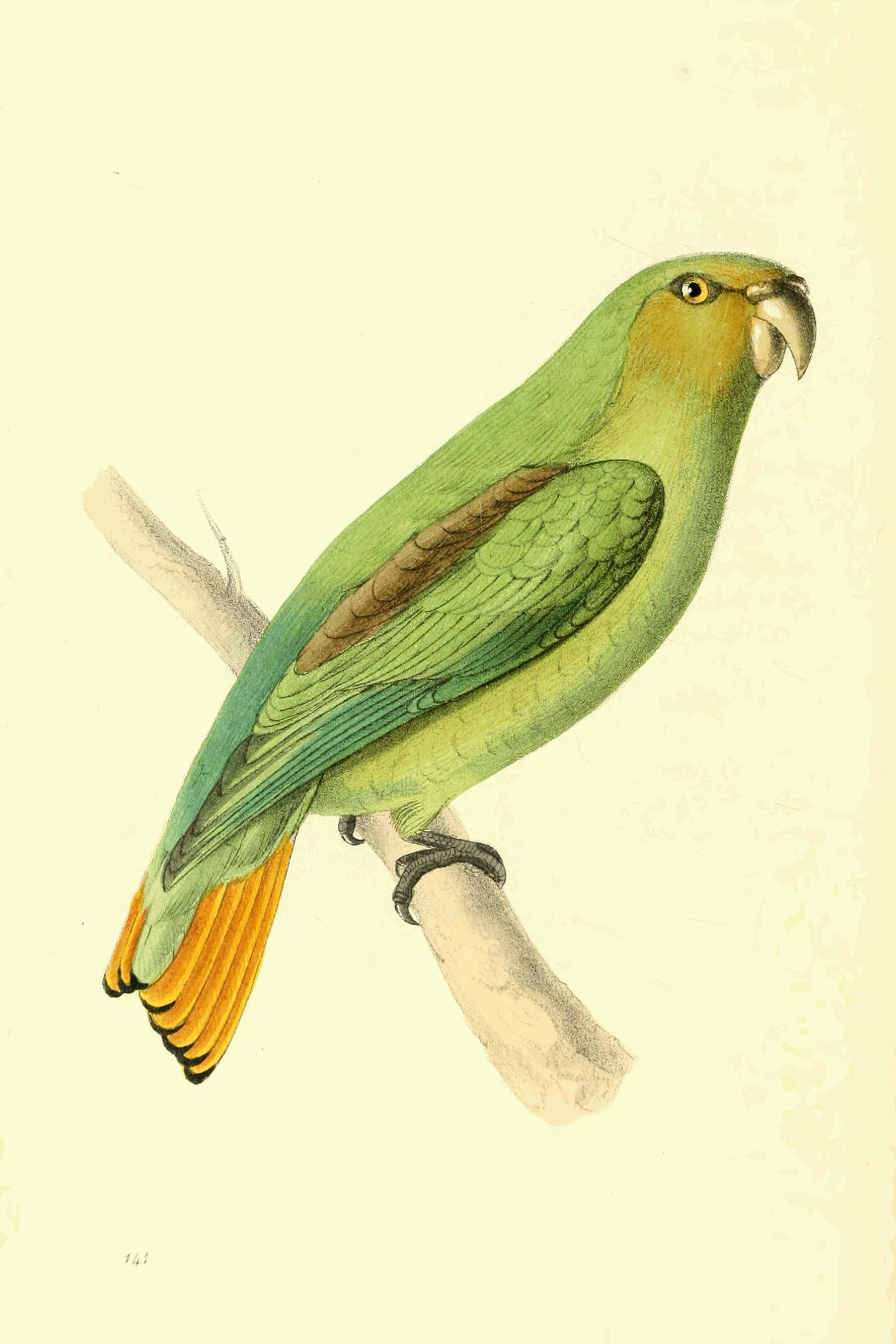 Plate 141.