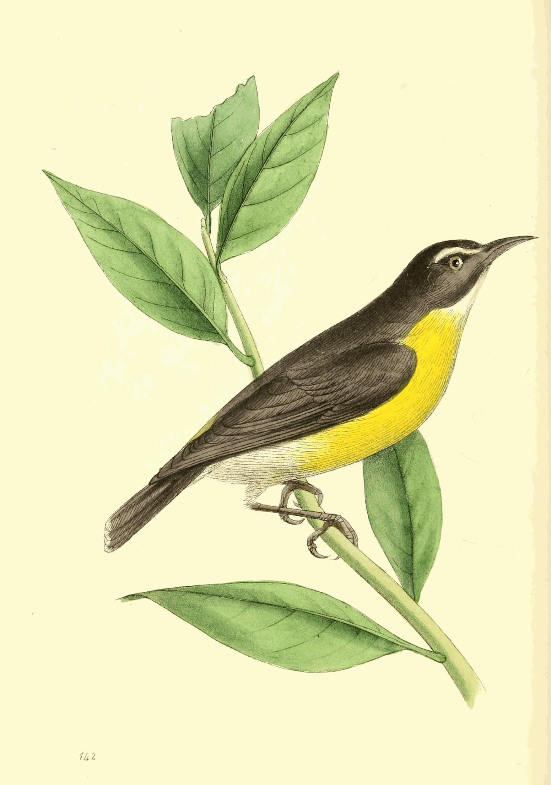 Plate 142.