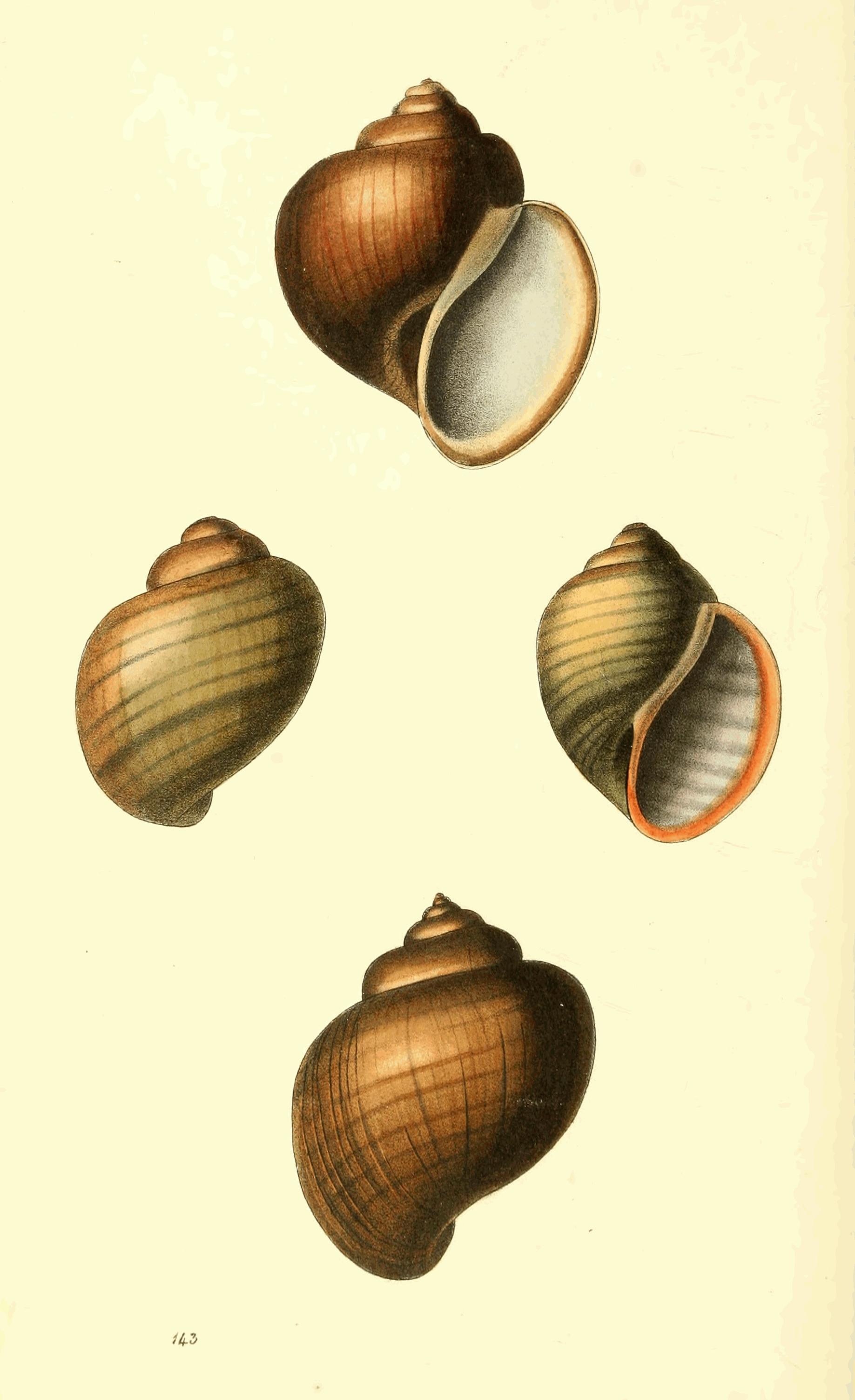 Plate 143.