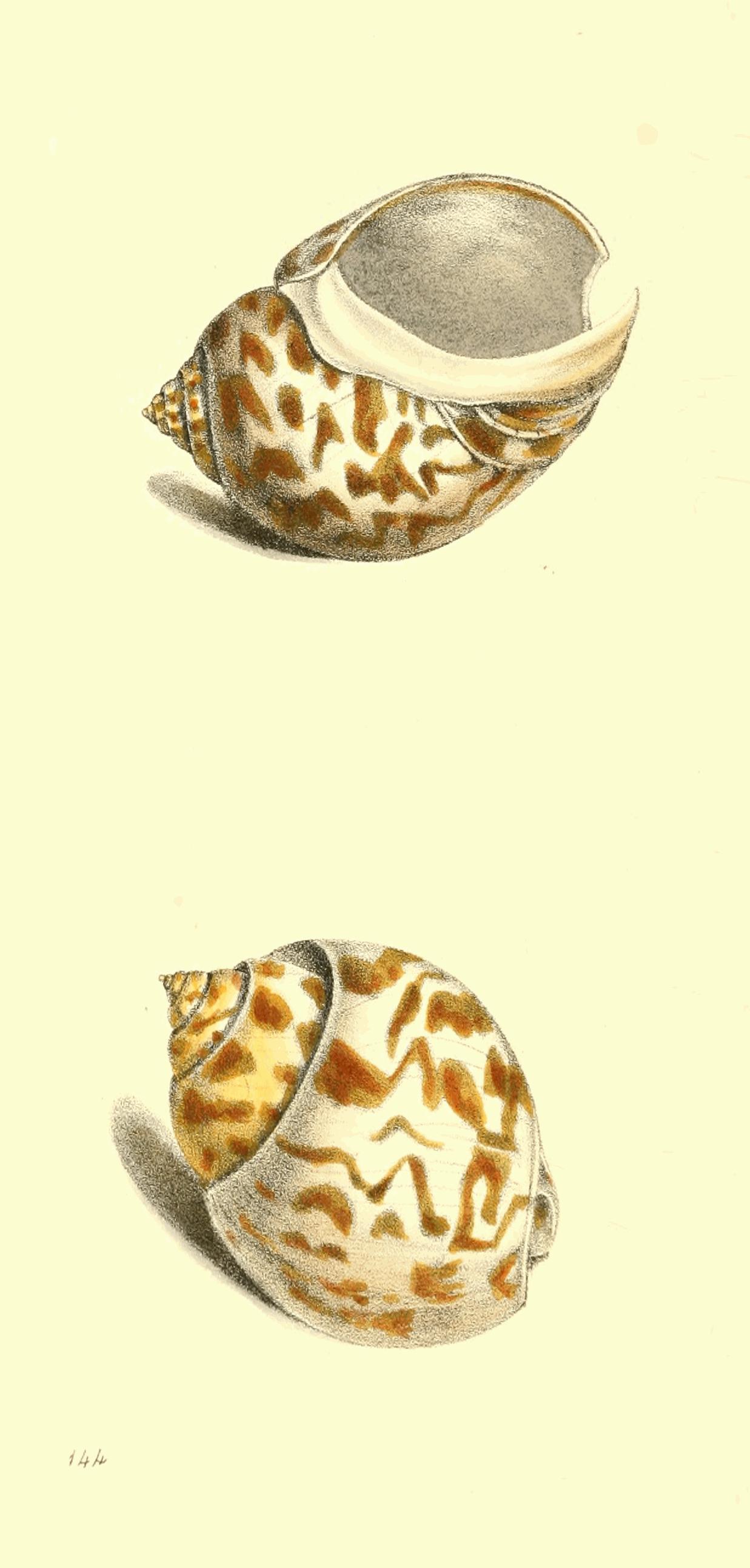 Plate 144.