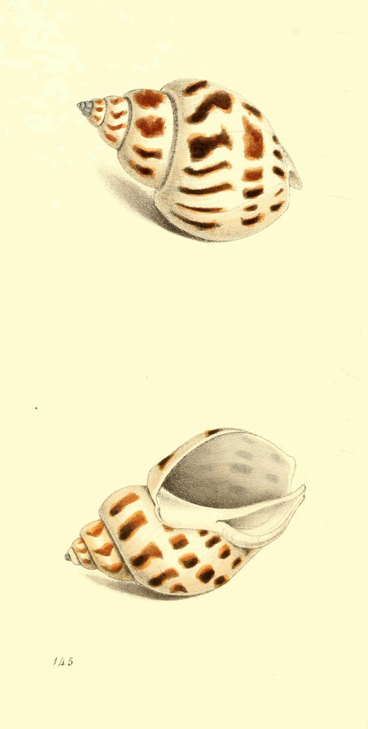 Plate 145.