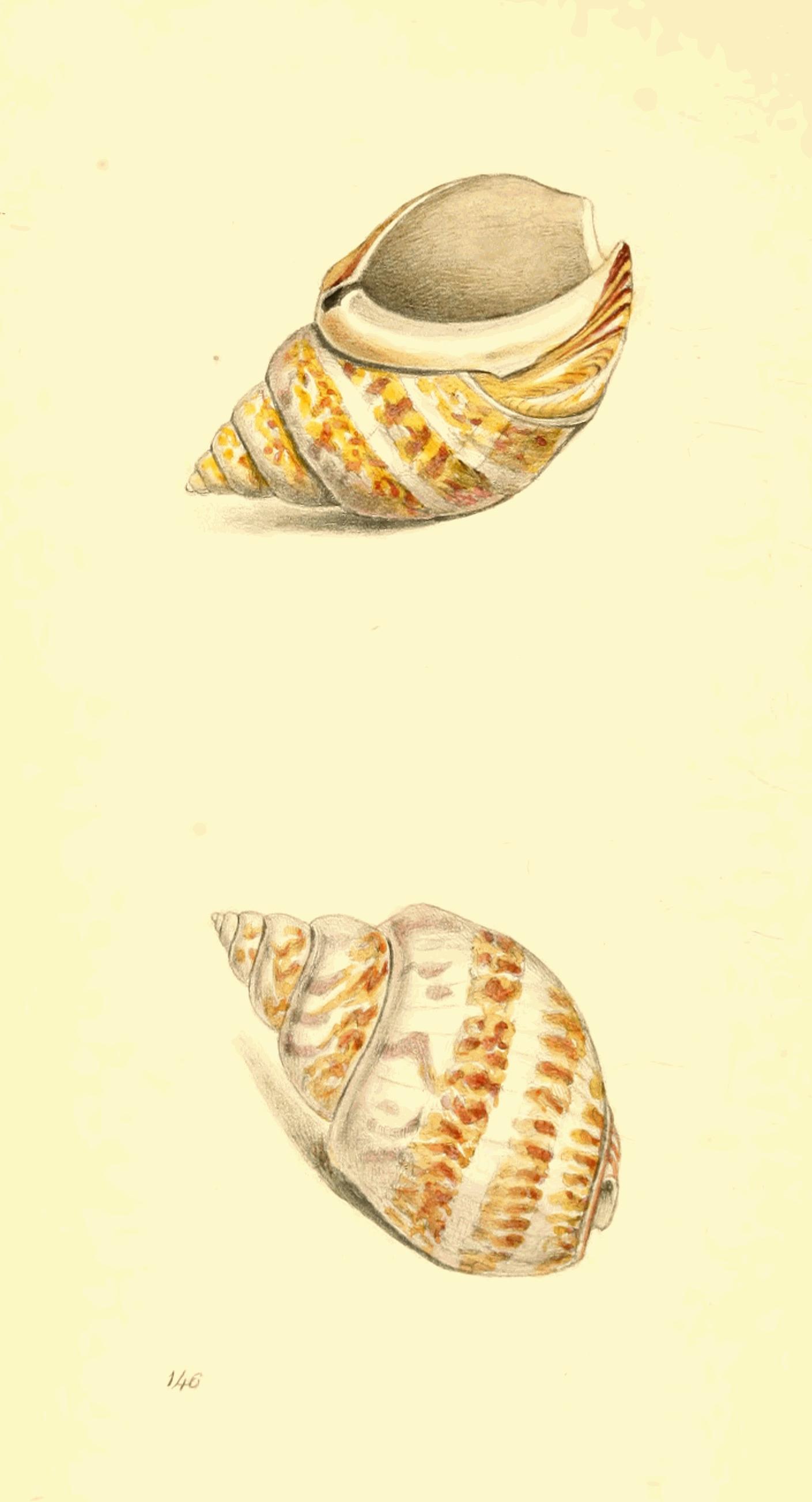 Plate 146.