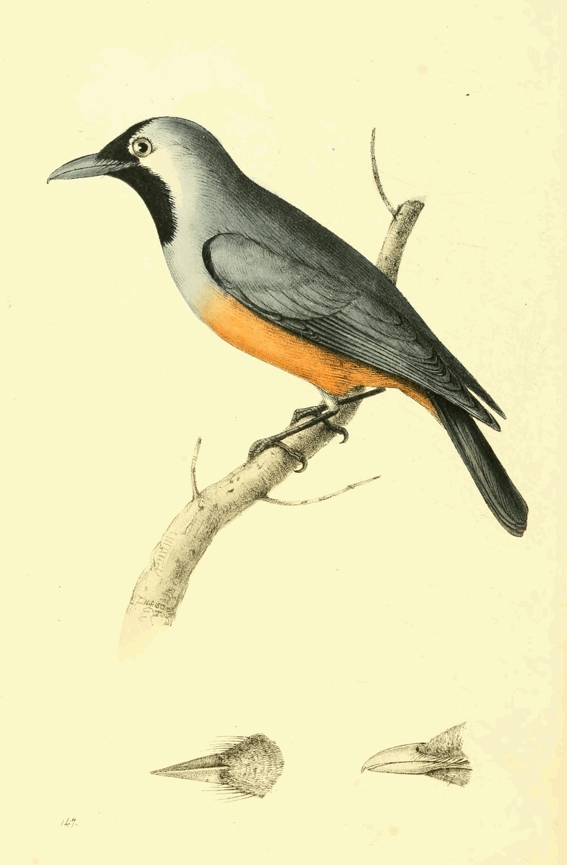 Plate 147.