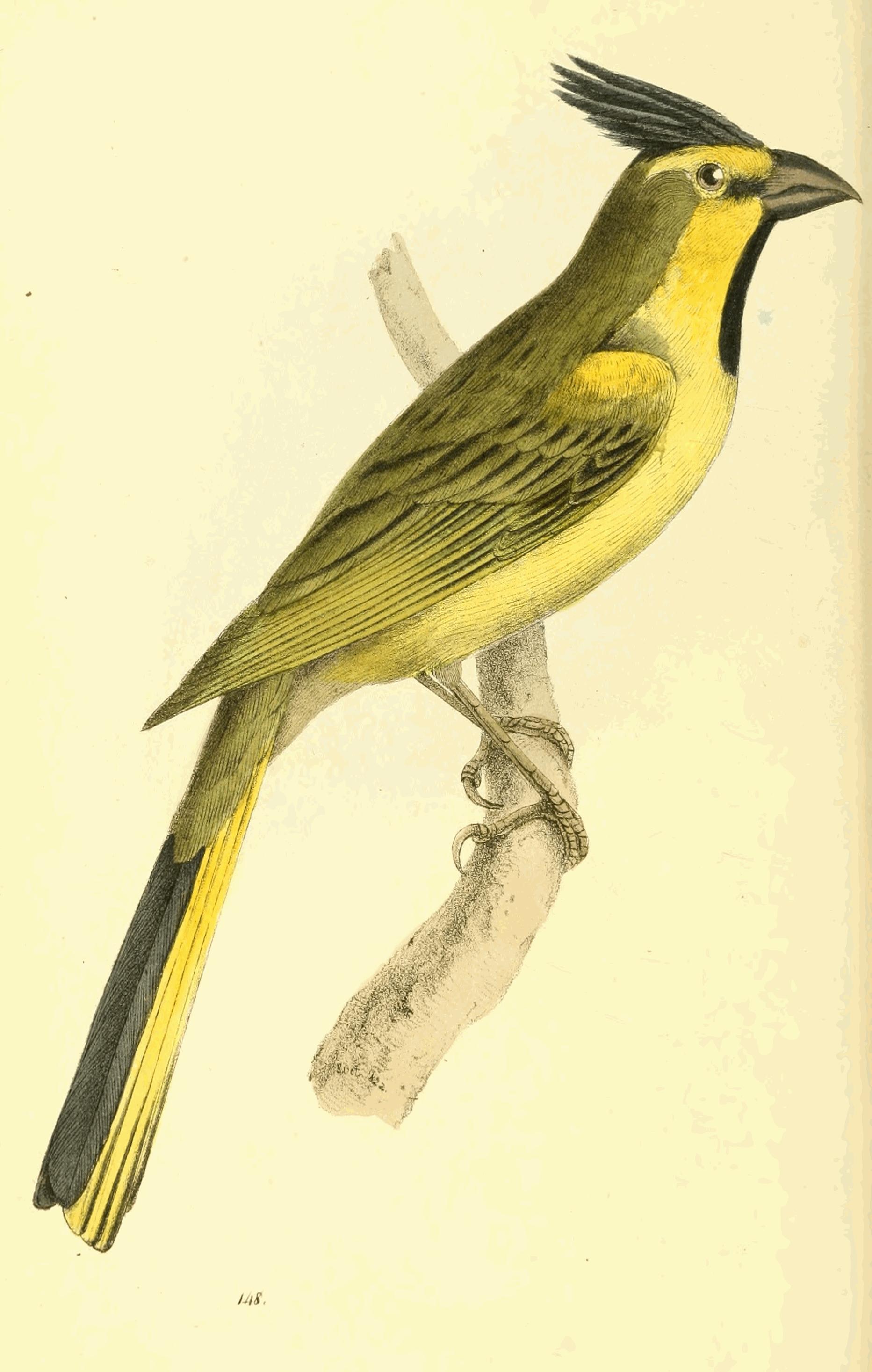 Plate 148.