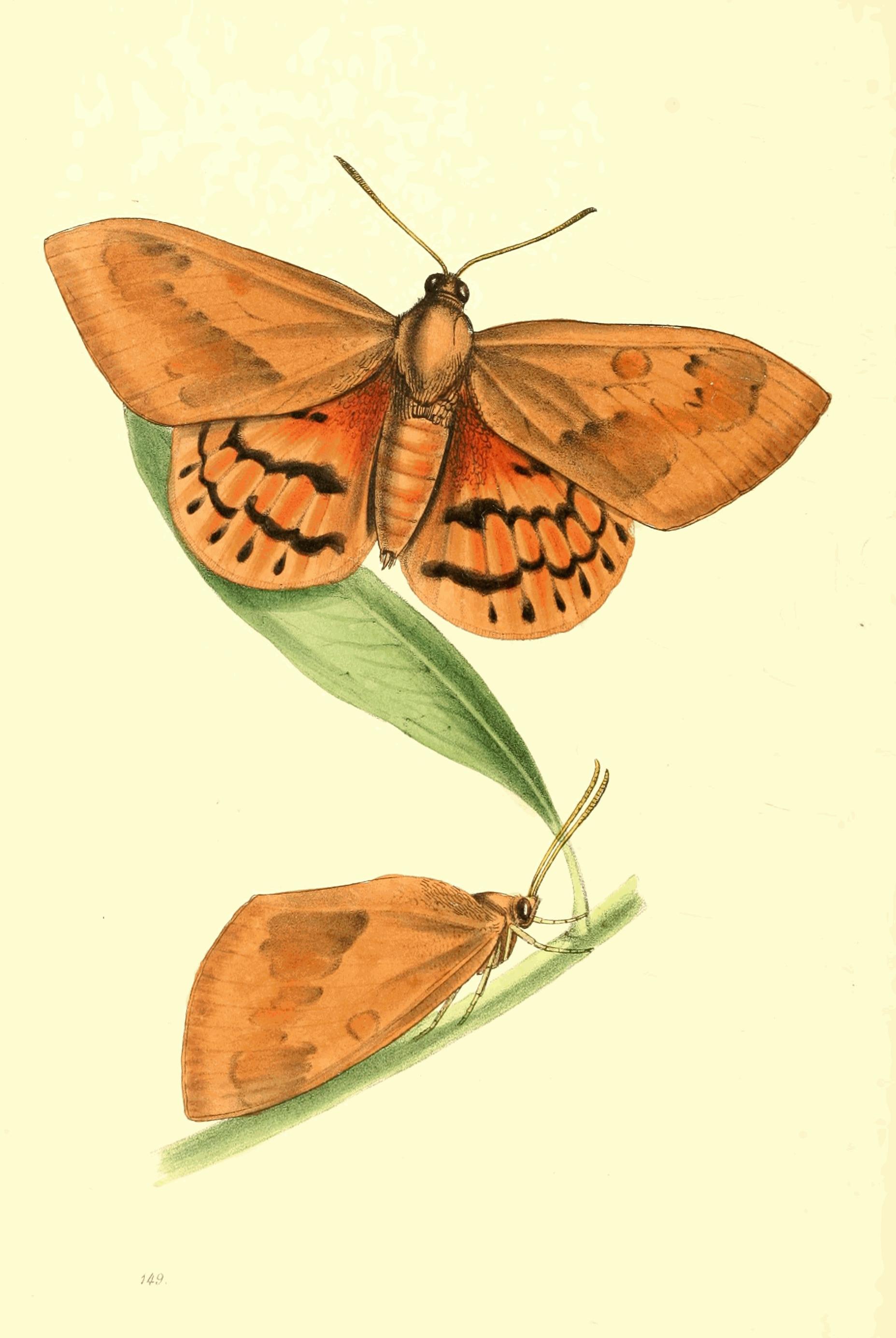 Plate 149.